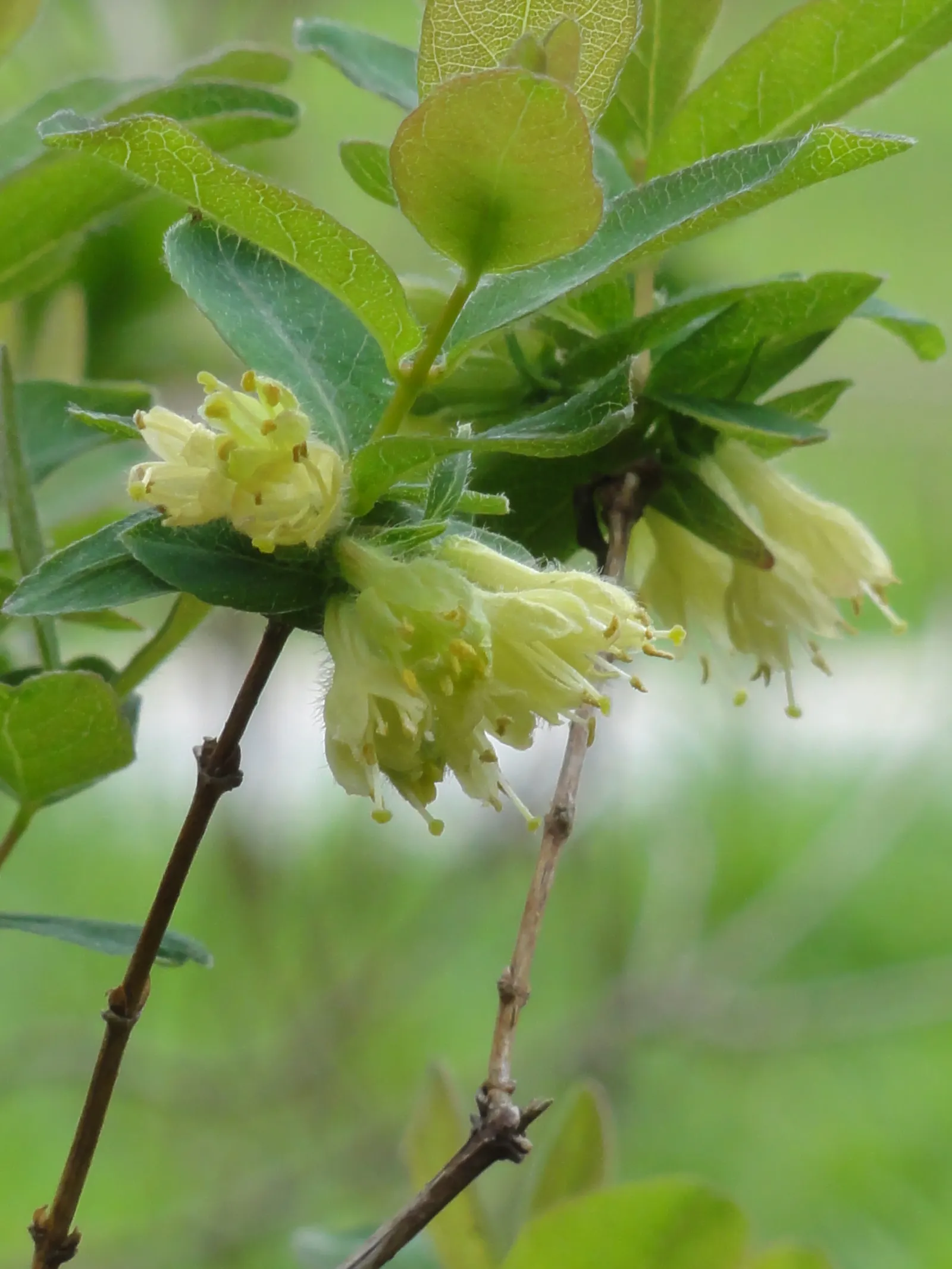 Cinderella Honeyberry (Lonicera Caerulea) — ensure cross-pollination by planting it alongside another compatible honeyberry variety; contributing to a lush