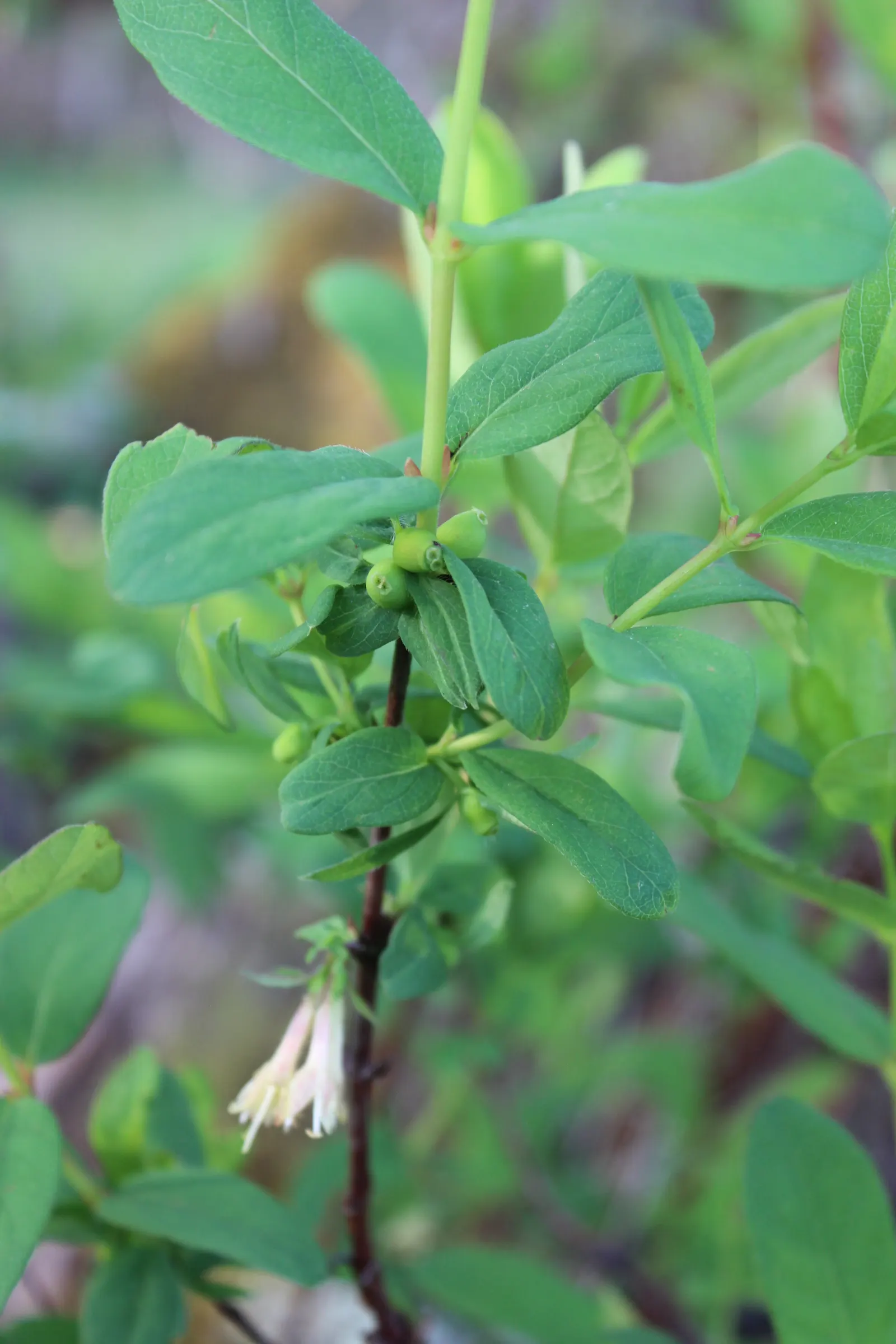Cinderella Honeyberry (Lonicera Caerulea) — this hardy cultivar thrives in a wide range of climates and performs best in full sun to partial shade; the shrub