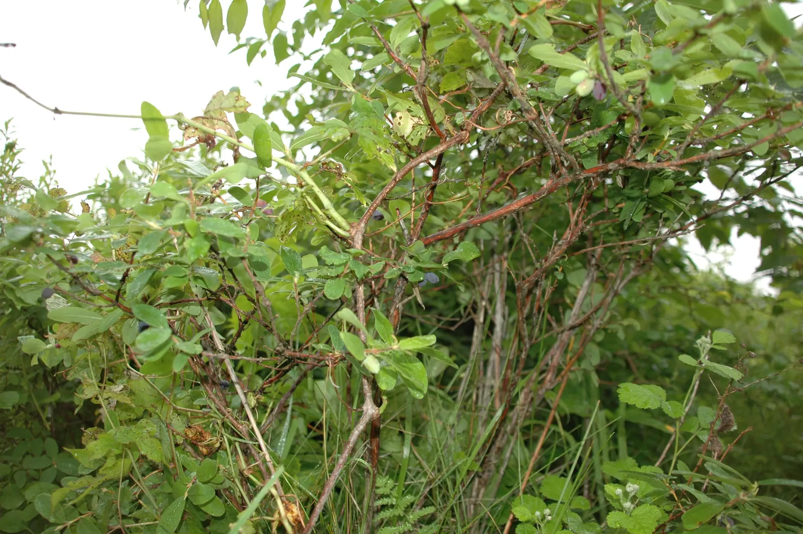 Cinderella Honeyberry (Lonicera Caerulea) — and generally 2 to 3 inches long