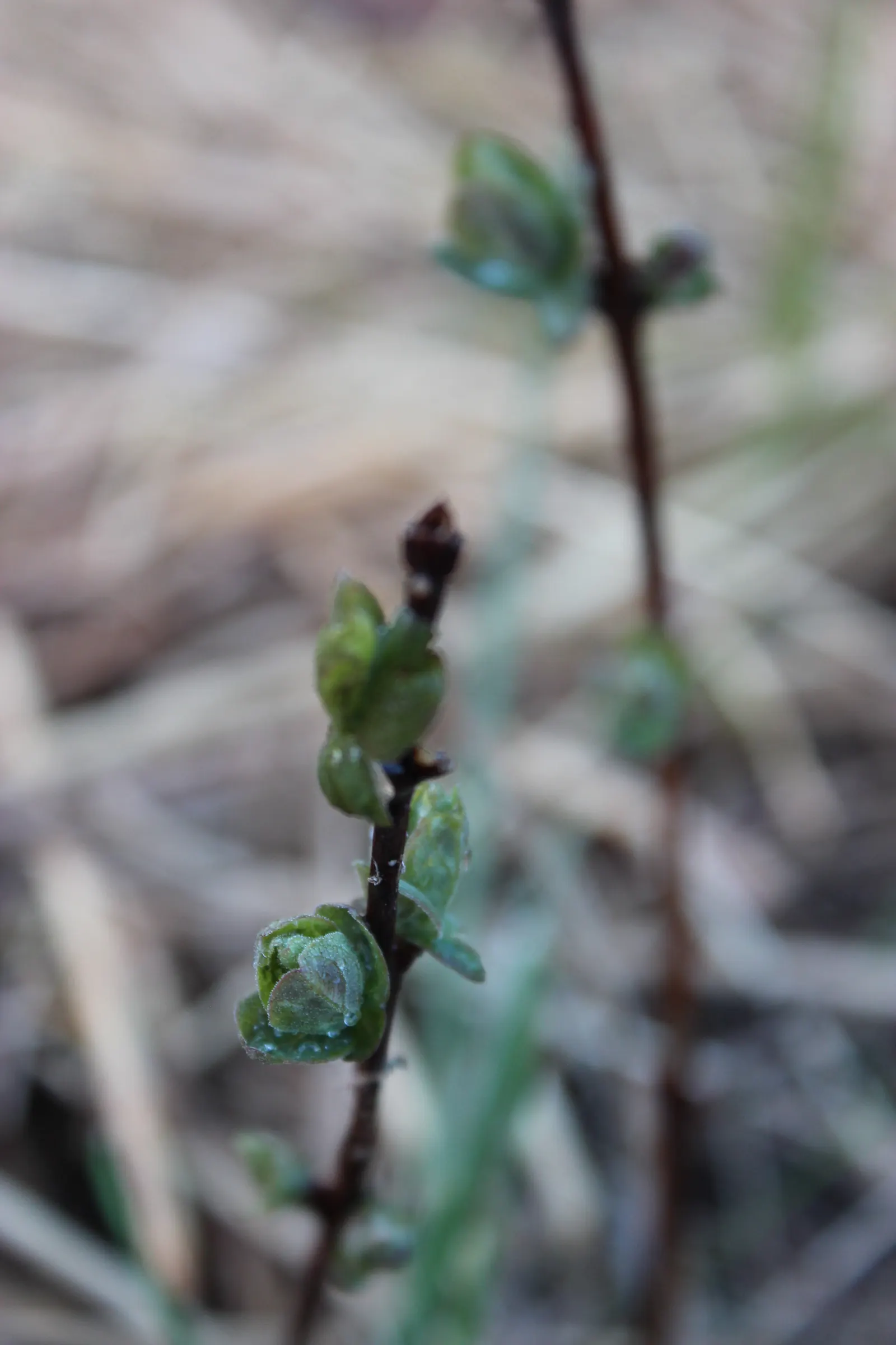 Cinderella Honeyberry (Lonicera Caerulea) — shrub / vine for full or half