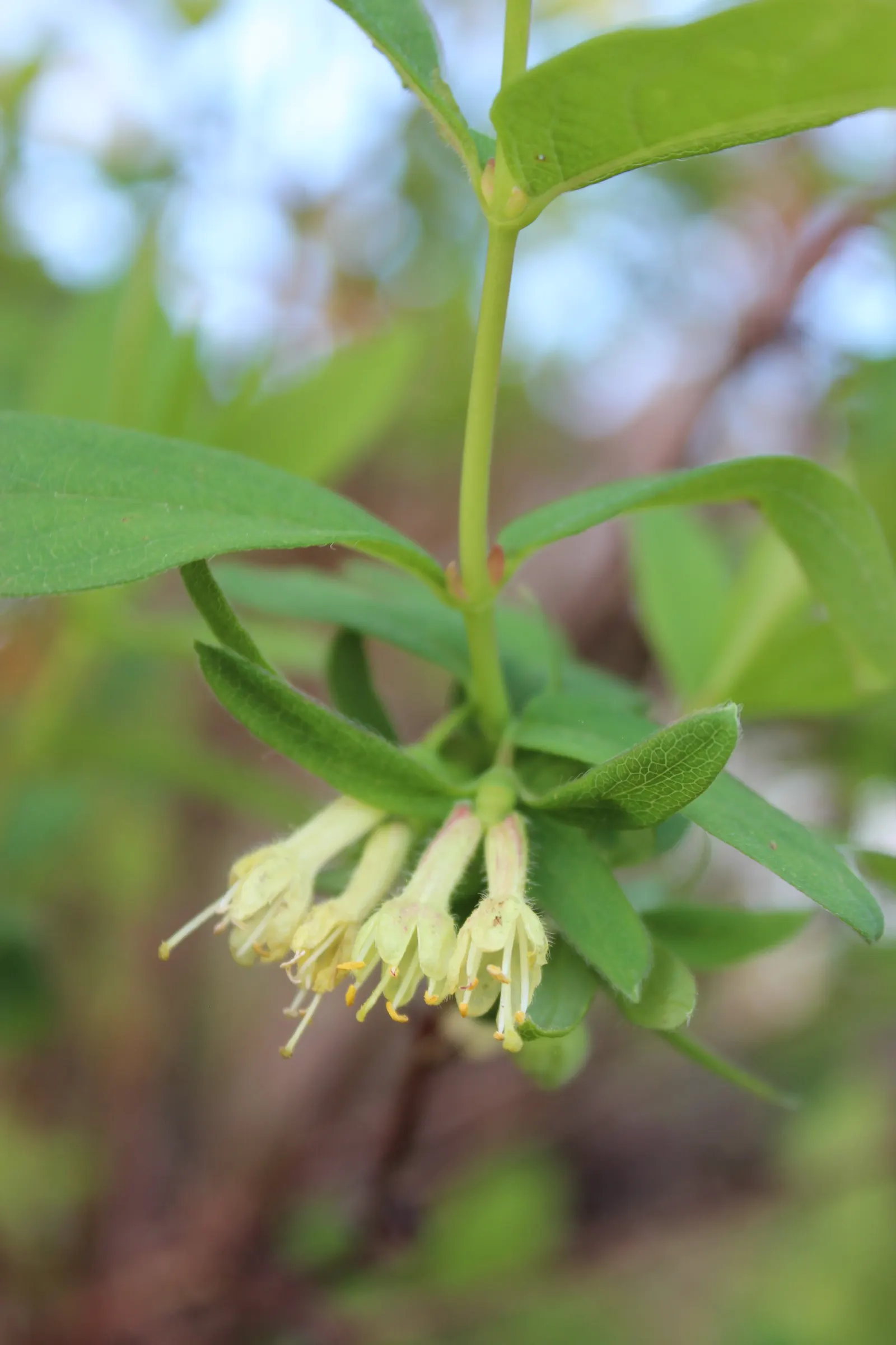 Cinderella Honeyberry (Lonicera Caerulea) — roughly 1 to 1.5 inches long