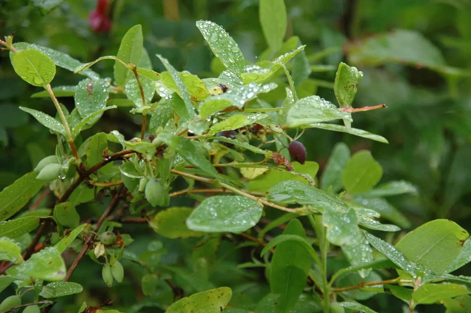 Cinderella Honeyberry (Lonicera Caerulea) — This will ensure optimal fruit production and contribute to a fruitful garden experience for the client