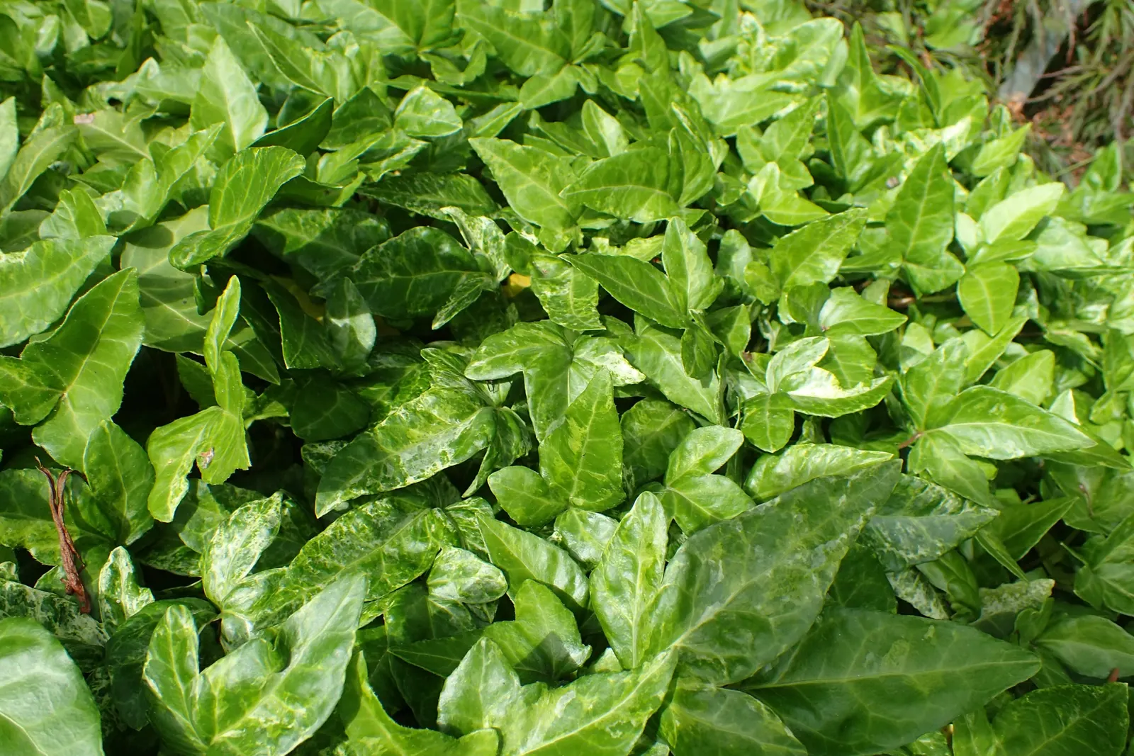 Shannon English Ivy (Hedera Helix 'Shannon Variegata') — featuring striking variegated leaves with creamy-white margins and green centers