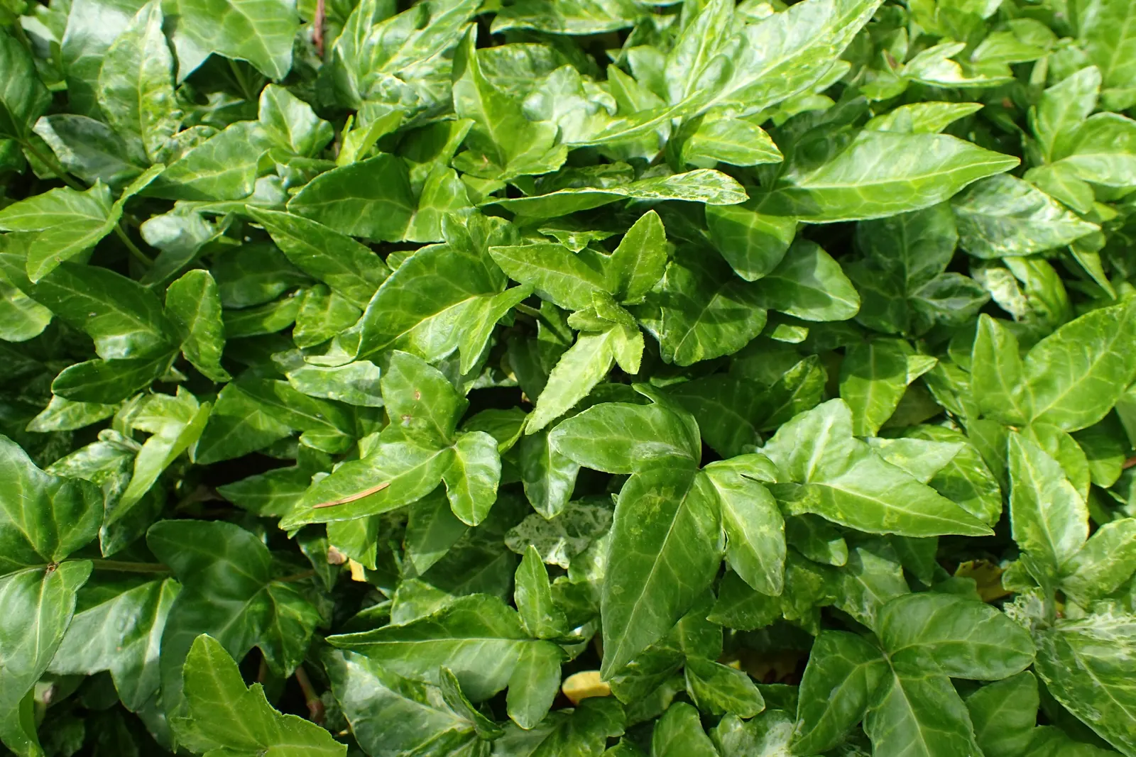 Shannon English Ivy (Hedera Helix 'Shannon Variegata') — The Hedera helix 'Shannon Variegata' is a versatile English Ivy cultivar