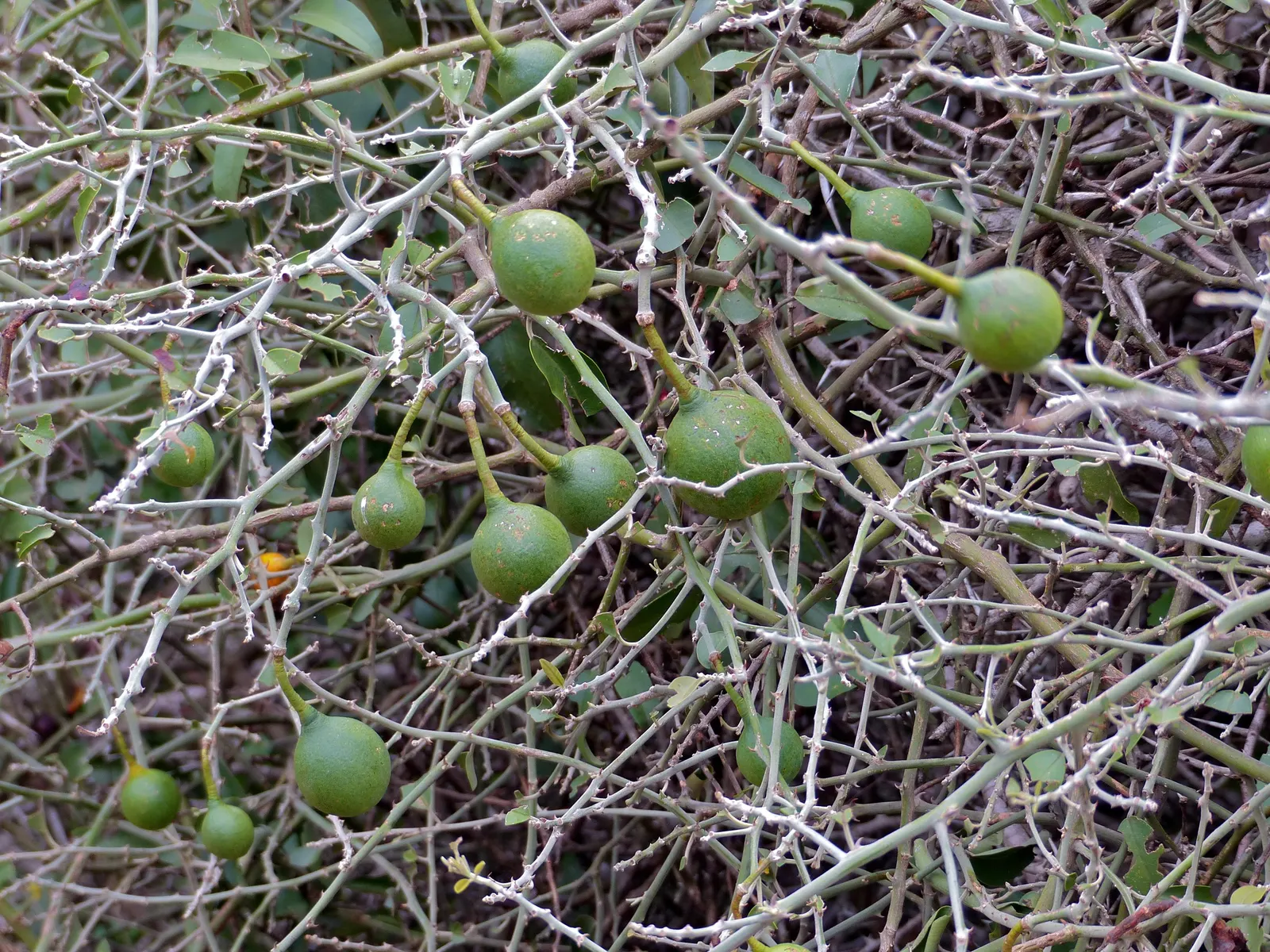Sineless Caper Bush (Capparis Spinosa V. Inermis) — It displays ovate to round, green to blue-green leaves that are fleshy, and aromatic when bruised; adding a
