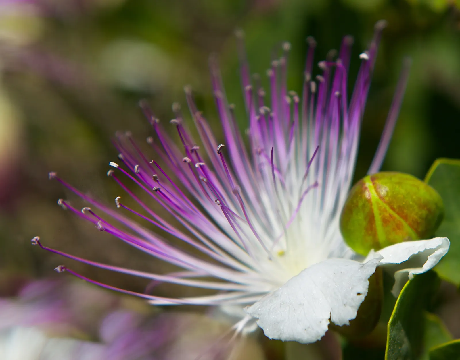 Sineless Caper Bush (Capparis Spinosa V. Inermis) — lacks the sharp spines typically found on other caper species