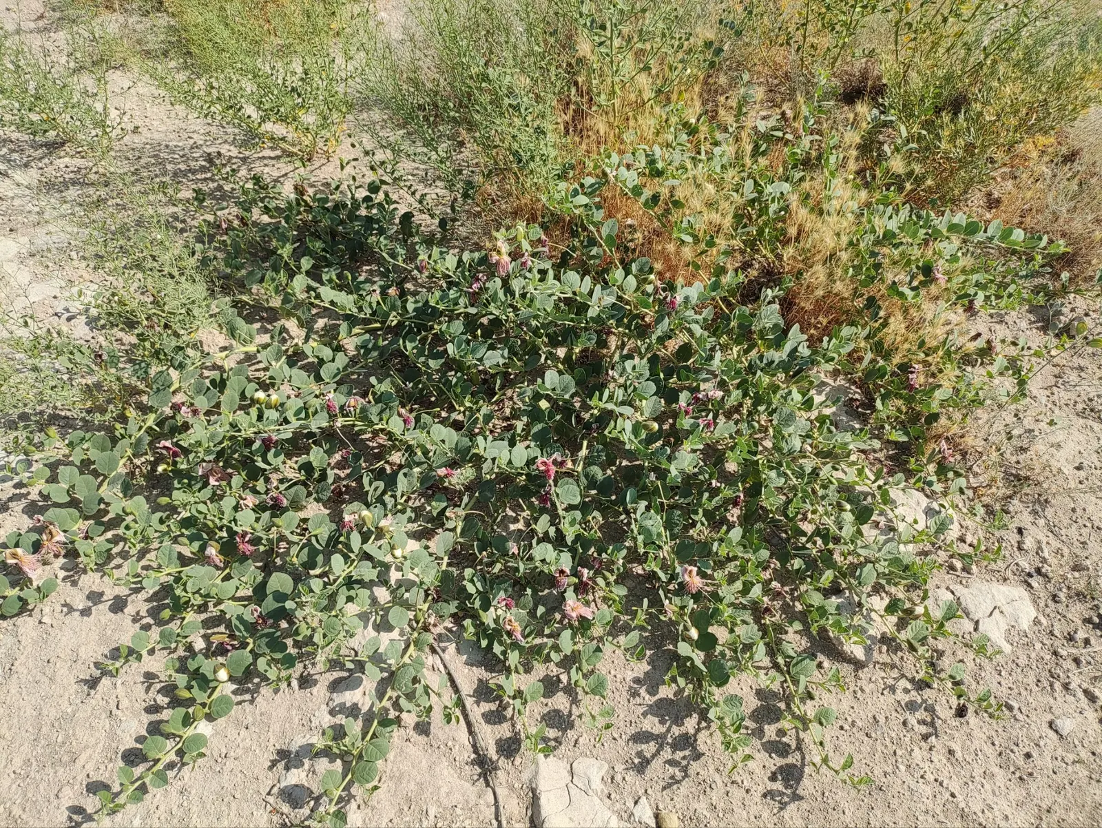 Sineless Caper Bush (Capparis Spinosa V. Inermis) — aromatic addition to Mediterranean-inspired landscapes; adding a Mediterranean touch to the home garden