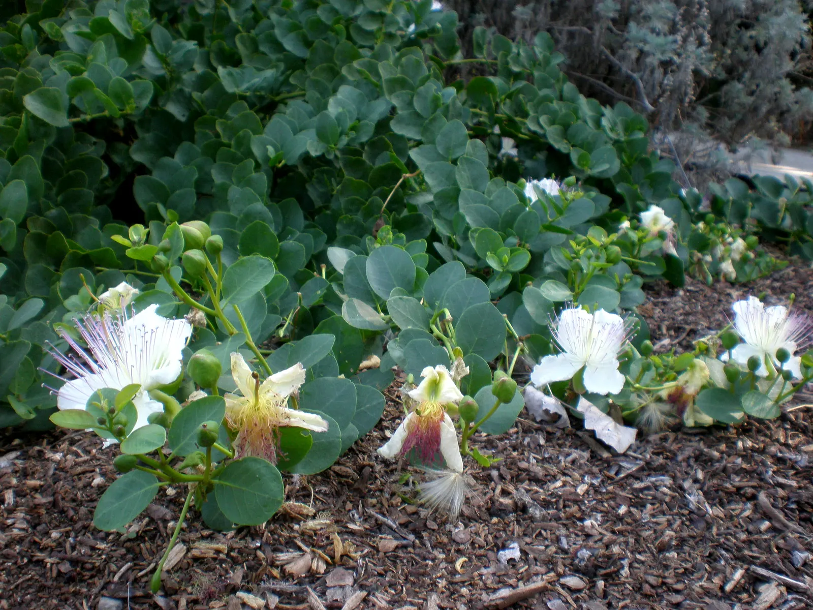 Sineless Caper Bush (Capparis Spinosa V. Inermis) — Thriving in full sun and well-drained soils
