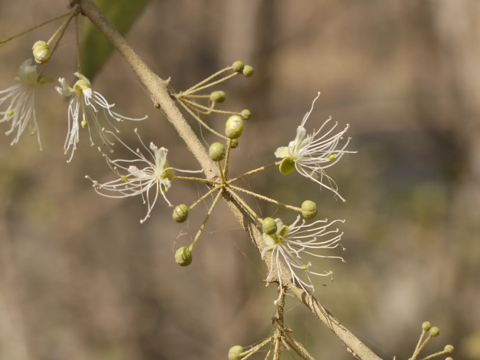 Sineless Caper Bush (Capparis Spinosa V. Inermis) — The Spineless Caper Bush, scientifically known as Capparis spinosa var; white to pinkish, image 65