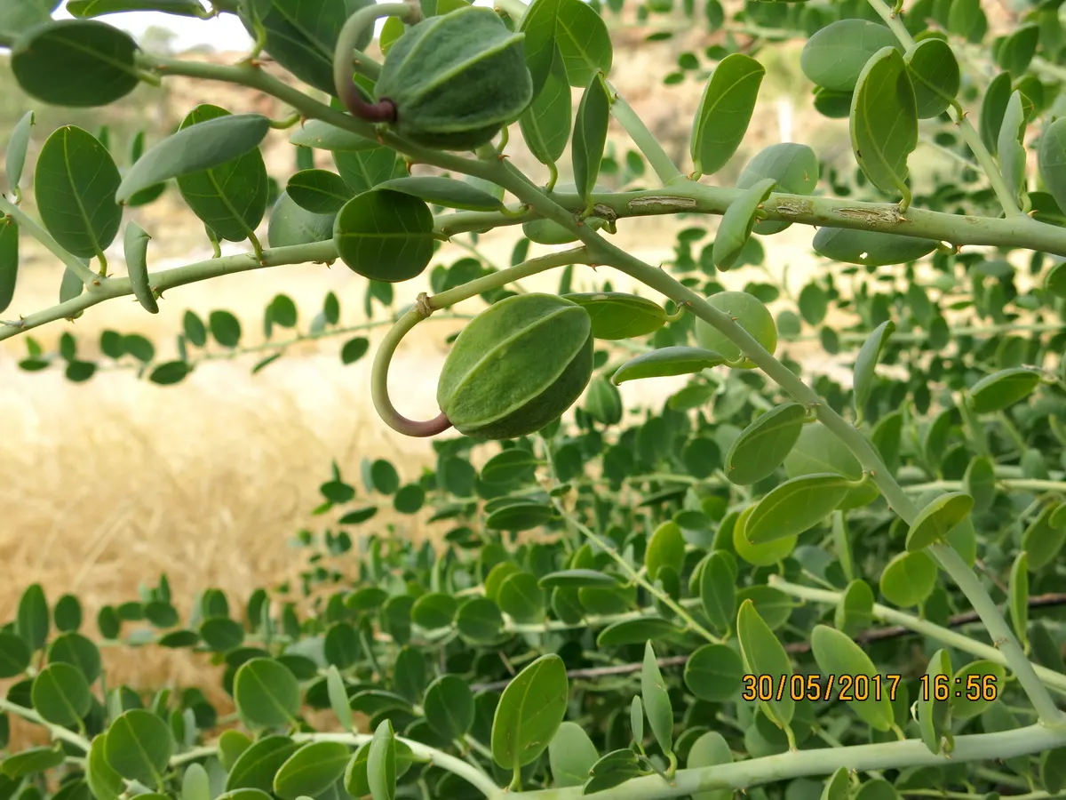 Sineless Caper Bush (Capparis Spinosa V. Inermis) — harvested from the unopened flower buds