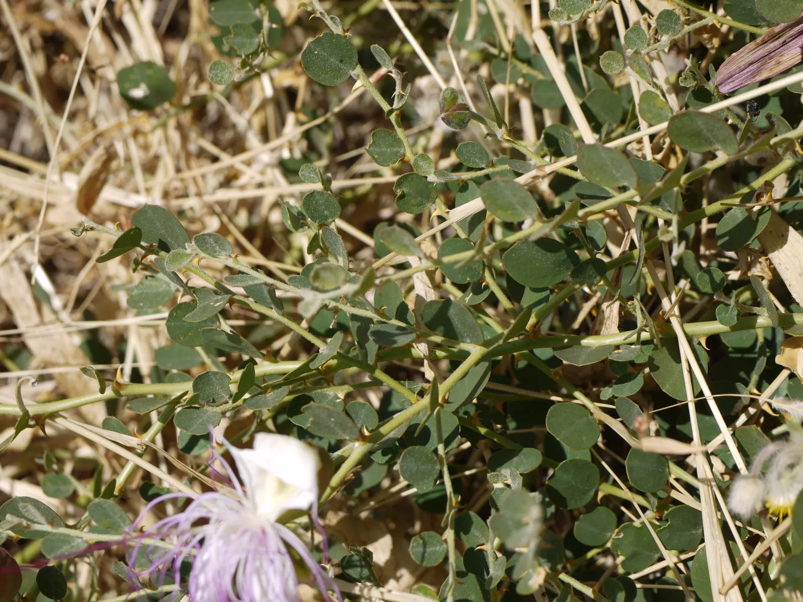 Sineless Caper Bush (Capparis Spinosa V. Inermis) — making it suitable for xeriscaping or low-maintenance gardens; adding a Mediterranean touch to the home