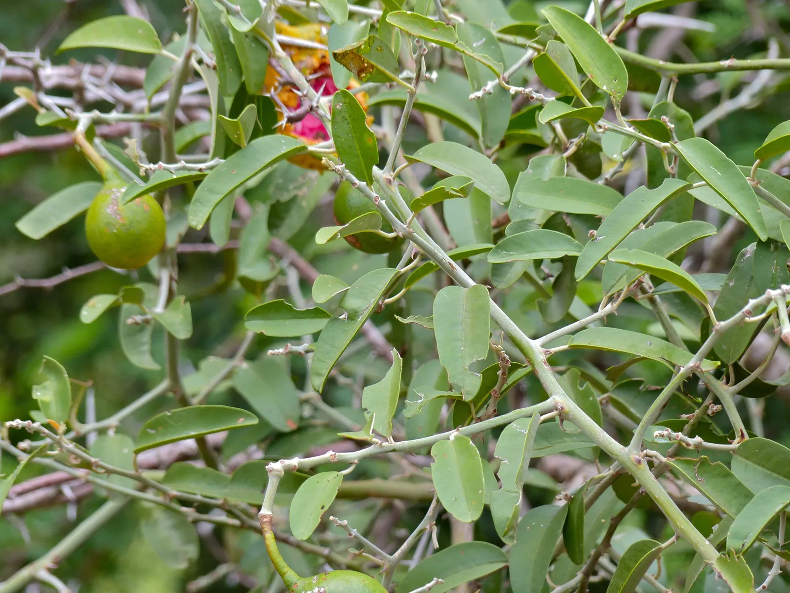 Sineless Caper Bush (Capparis Spinosa V. Inermis) — ground cover / shrub with multi-colored and pink blooms; white to pale pink flowers with long, image 83