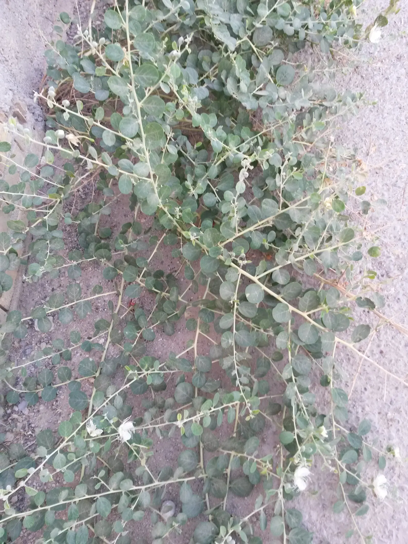 Sineless Caper Bush (Capparis Spinosa V. Inermis) — aromatic addition to Mediterranean-inspired landscapes