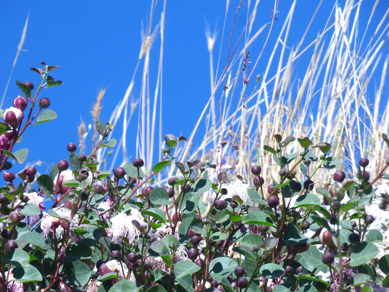 Sineless Caper Bush (Capparis Spinosa V. Inermis) — the plant is drought-tolerant and can handle conditions of occasional neglect
