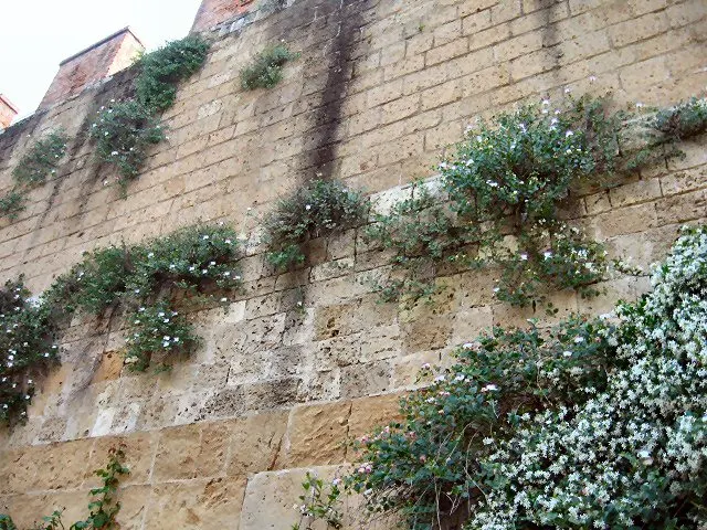 Sineless Caper Bush (Capparis Spinosa V. Inermis) — typically in late spring to early summer; white to pinkish flowers that blossom into, image 73