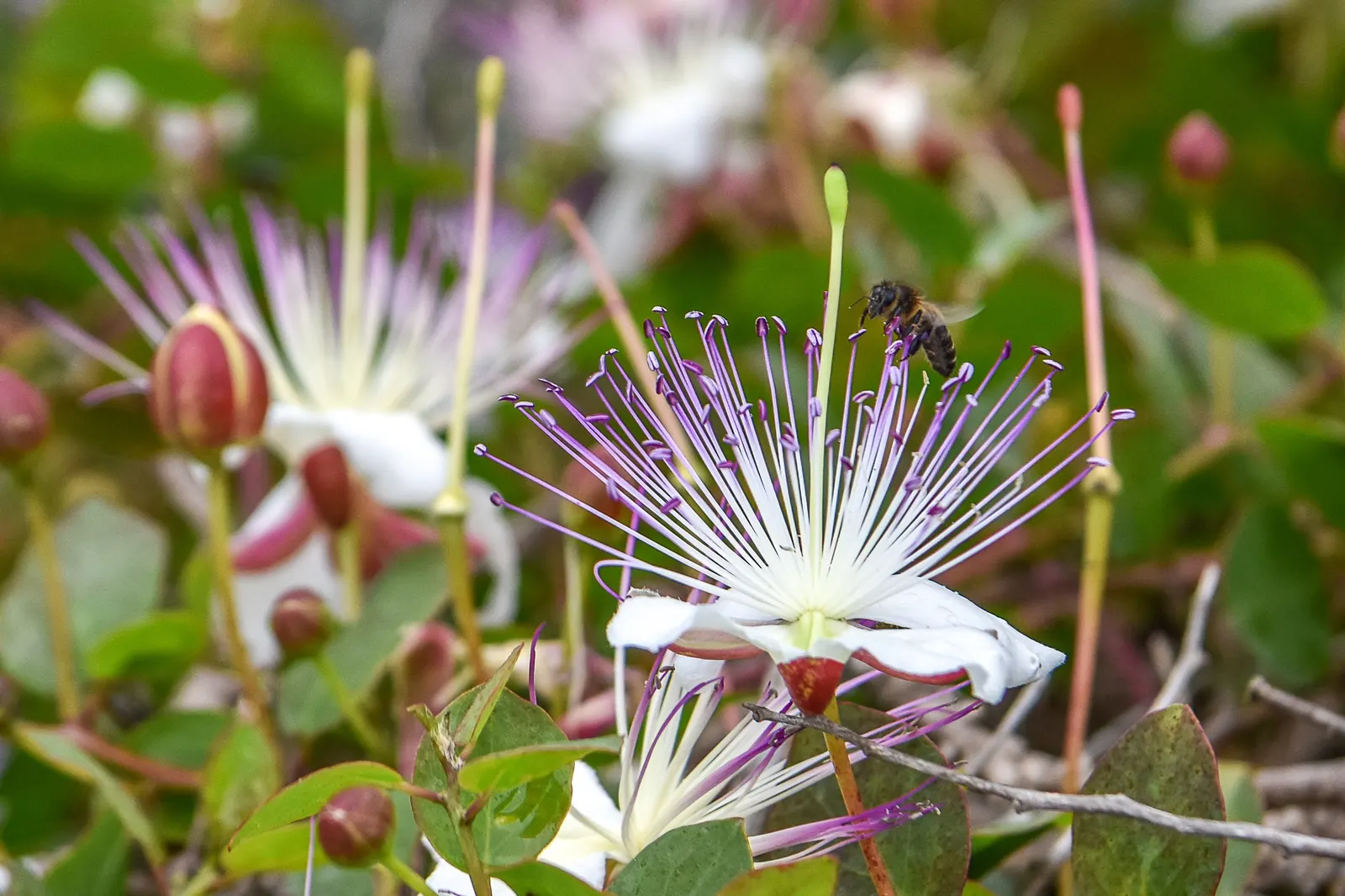 Sineless Caper Bush (Capparis Spinosa V. Inermis) — providing a low-maintenance; white to pale pink flowers with long