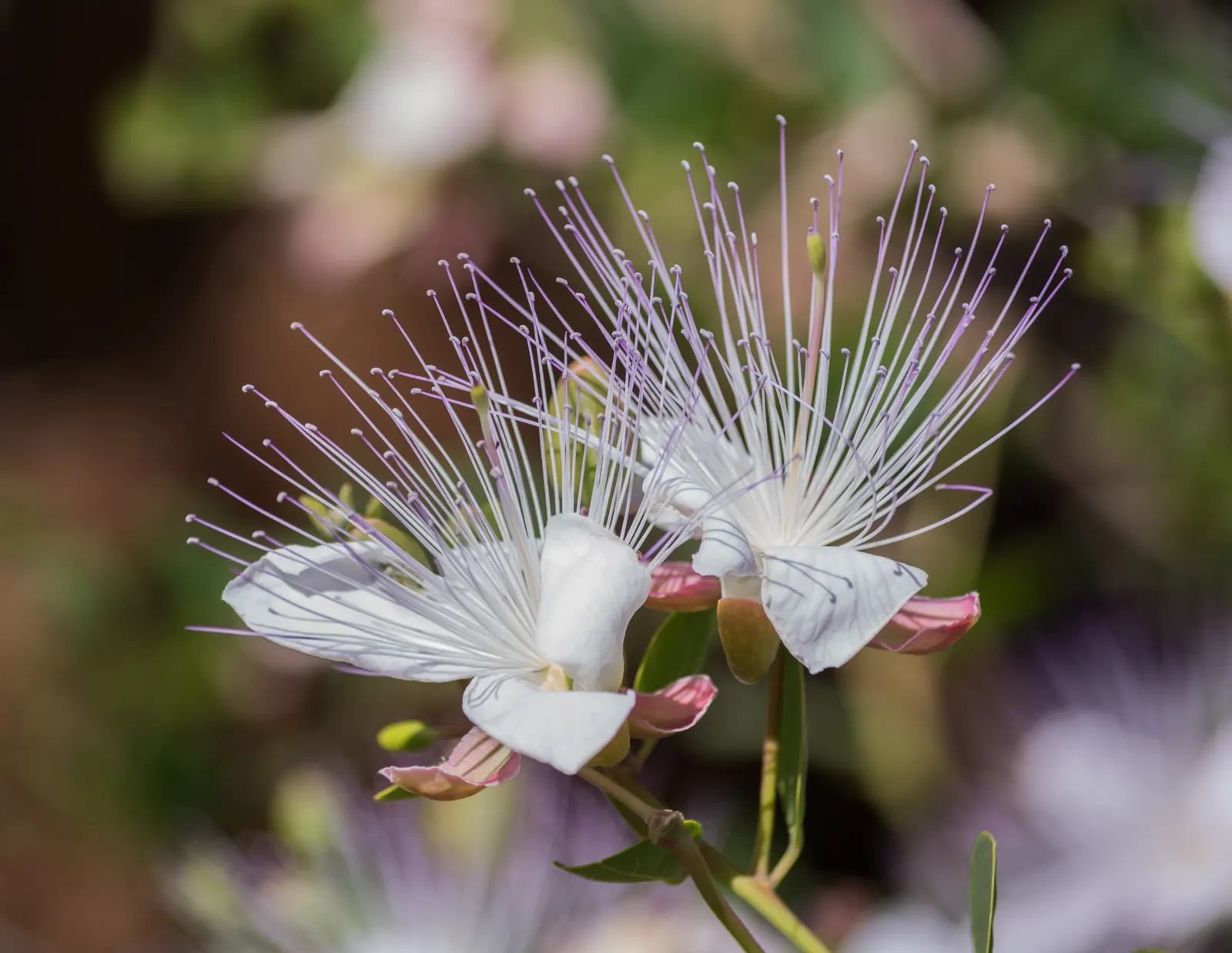 Sineless Caper Bush (Capparis Spinosa V. Inermis) — The Spineless Caper Bush, scientifically known as Capparis spinosa var