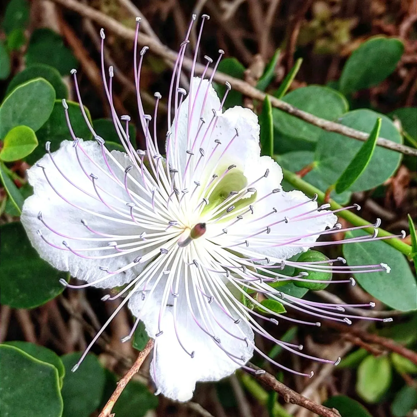 Sineless Caper Bush (Capparis Spinosa V. Inermis) — inermis) is a hardy, drought-tolerant perennial; offering both aesthetic appeal and culinary interest