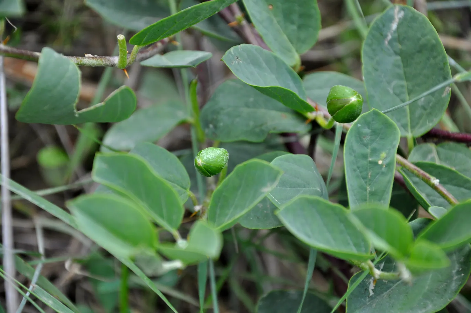 Sineless Caper Bush (Capparis Spinosa V. Inermis) — multi-colored and pink flowers in the garden; offering both aesthetic appeal and culinary, image 82