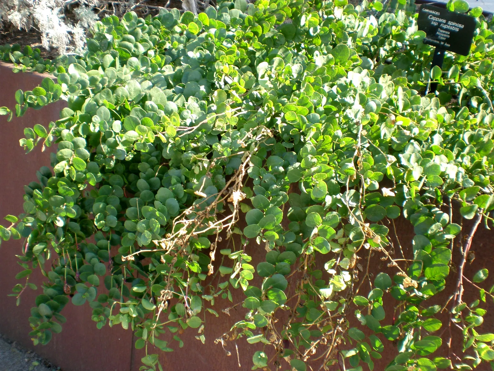 Sineless Caper Bush (Capparis Spinosa V. Inermis) — ideally with a pH ranging from 6.0 to 8.0; white to pale pink flowers with long