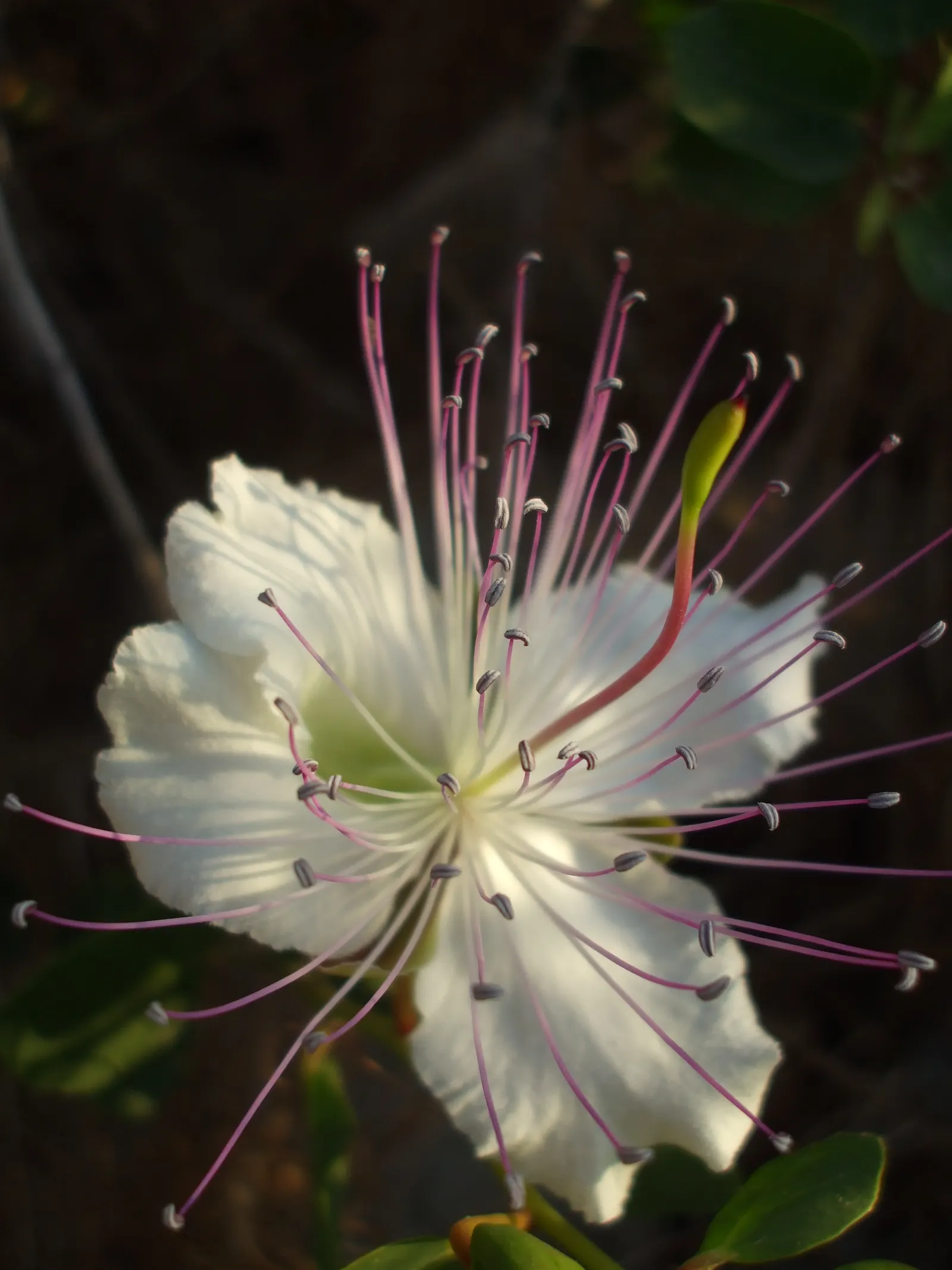 Sineless Caper Bush (Capparis Spinosa V. Inermis) — but it also yields the culinary capers