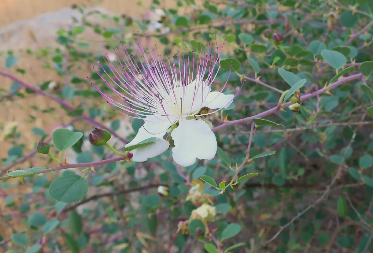 Sineless Caper Bush (Capparis Spinosa V. Inermis) — This cultivar stands out with its lack of spines; white to pale pink flowers with long