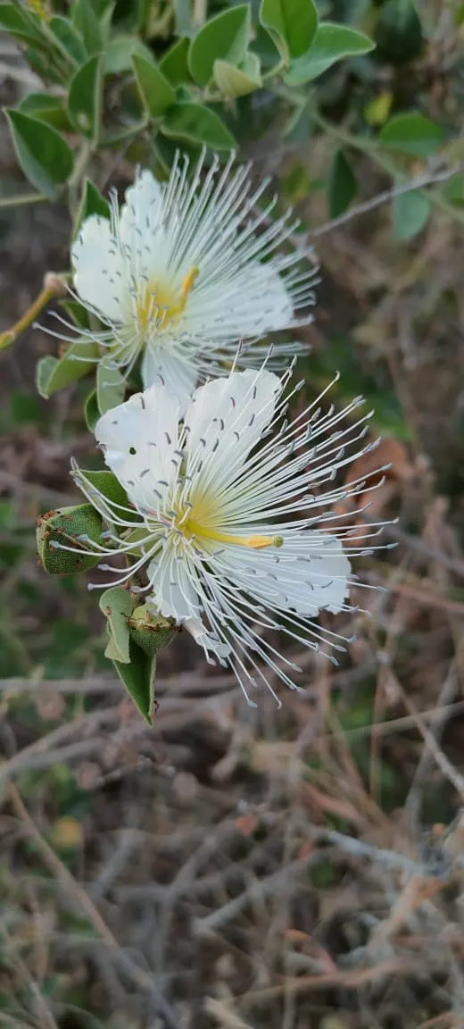 Sineless Caper Bush (Capparis Spinosa V. Inermis) — white to pinkish flowers that blossom into distinctive edible capers; adding a Mediterranean touch to the