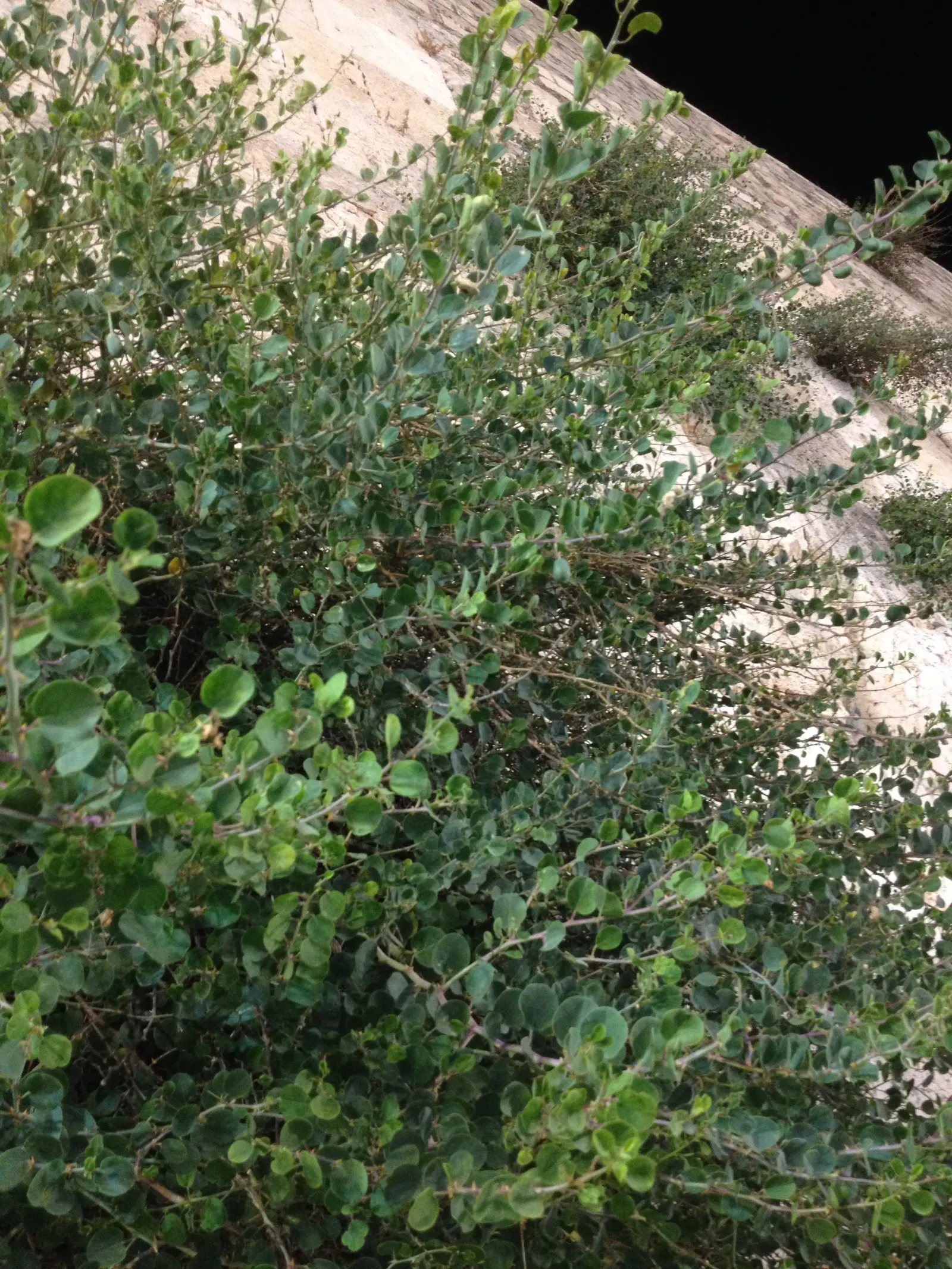 Sineless Caper Bush (Capparis Spinosa V. Inermis) — thriving in USDA hardiness zones 9 to 11
