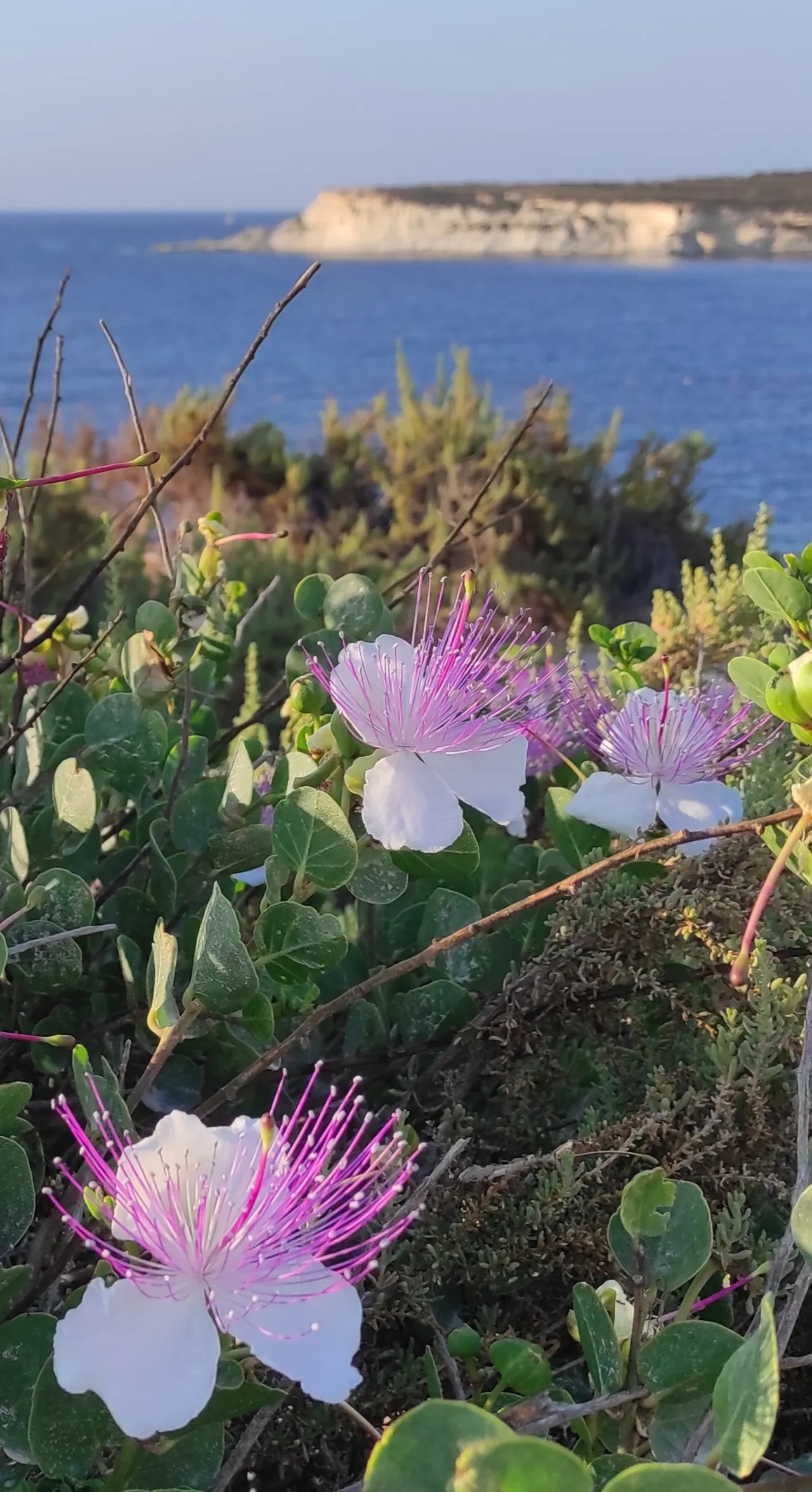 Sineless Caper Bush (Capparis Spinosa V. Inermis) — it reaches up to 3 feet tall and spreads up to 5 feet; offering both aesthetic appeal and culinary interest