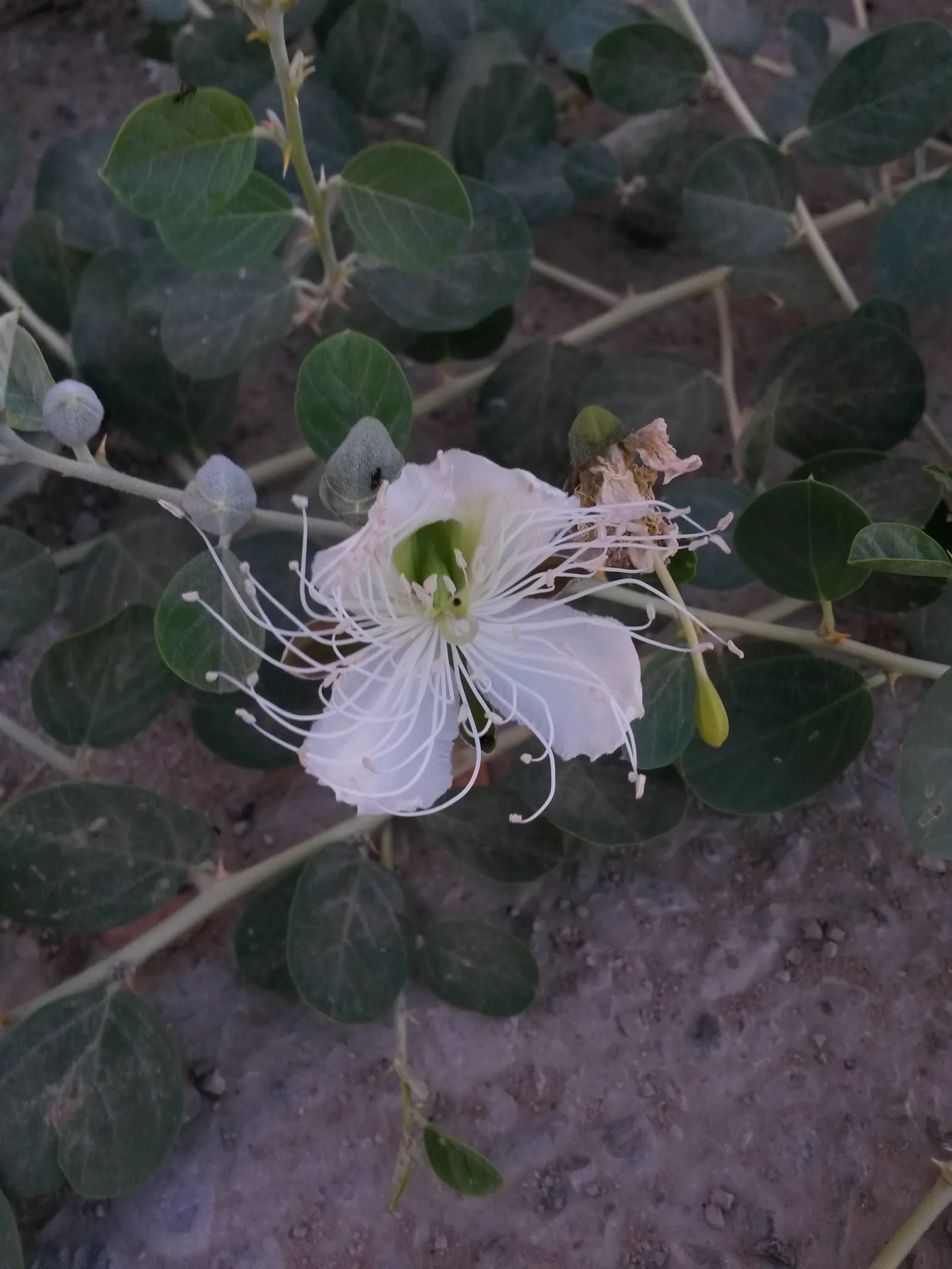 Sineless Caper Bush (Capparis Spinosa V. Inermis) — aromatic addition to Mediterranean-inspired landscapes; adding a Mediterranean touch to the, image 64