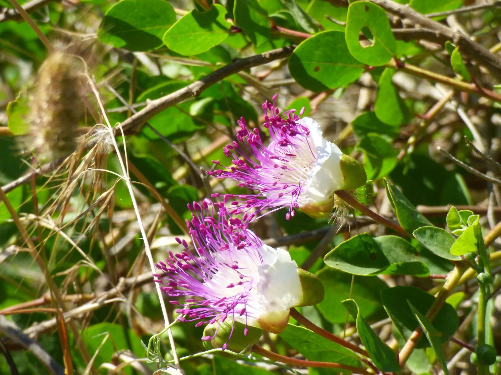 Sineless Caper Bush (Capparis Spinosa V. Inermis) — white to pale pink flowers with long; offering both aesthetic appeal and culinary interest, image 74