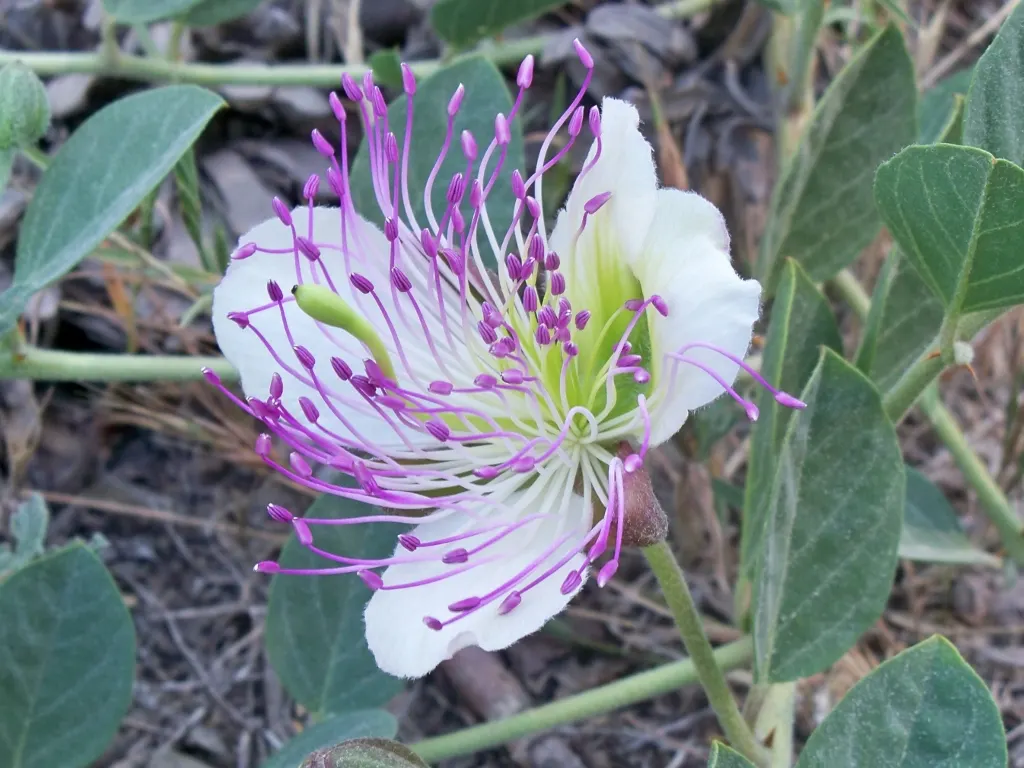 Sineless Caper Bush (Capparis Spinosa V. Inermis) — This cultivar stands out with its lack of spines; white to pale pink flowers with long, image 59