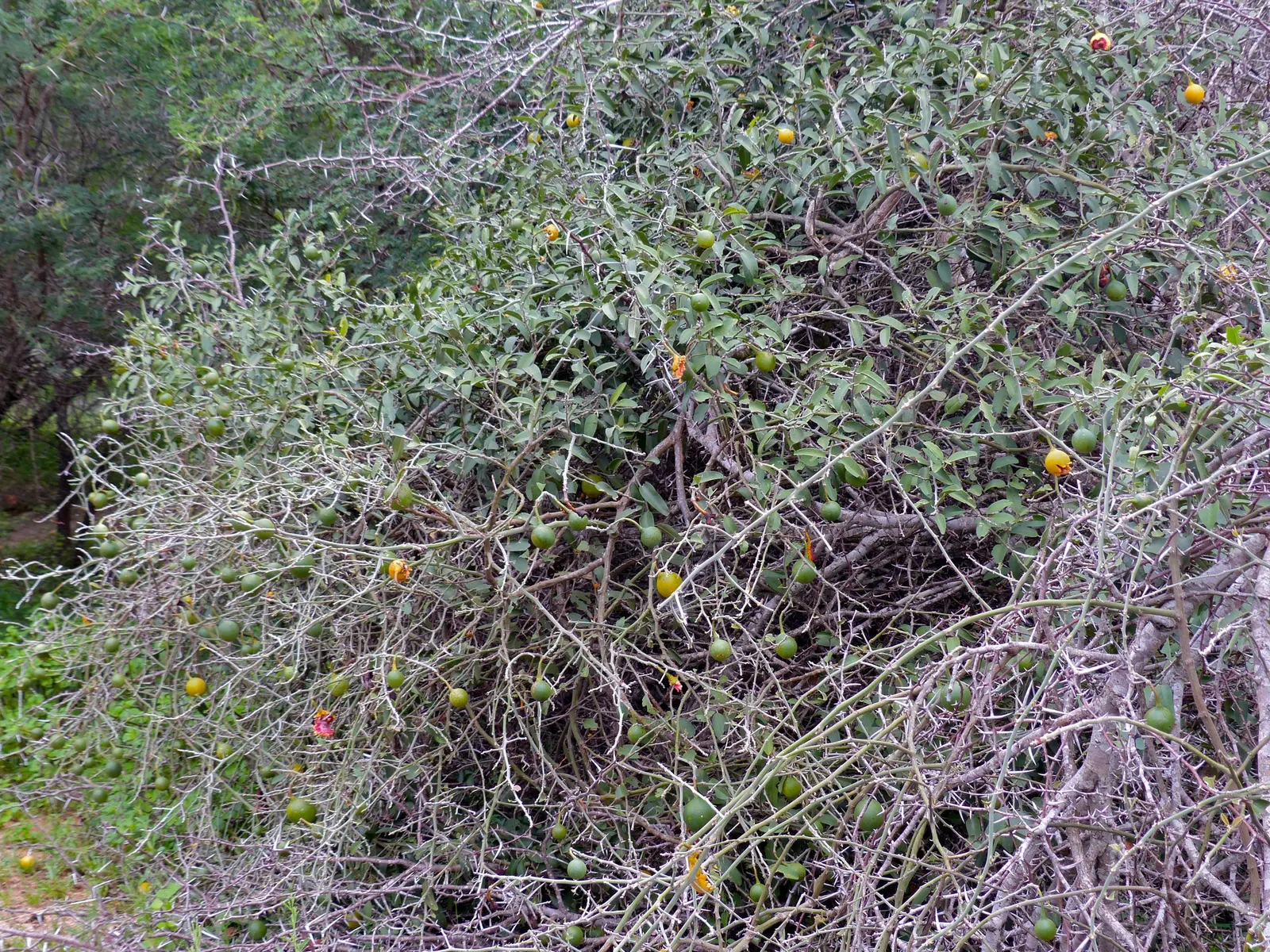 Sineless Caper Bush (Capparis Spinosa V. Inermis) — be protected from extreme frosts.<br><br>Not only does the Spineless Caper Bush offer, image 77