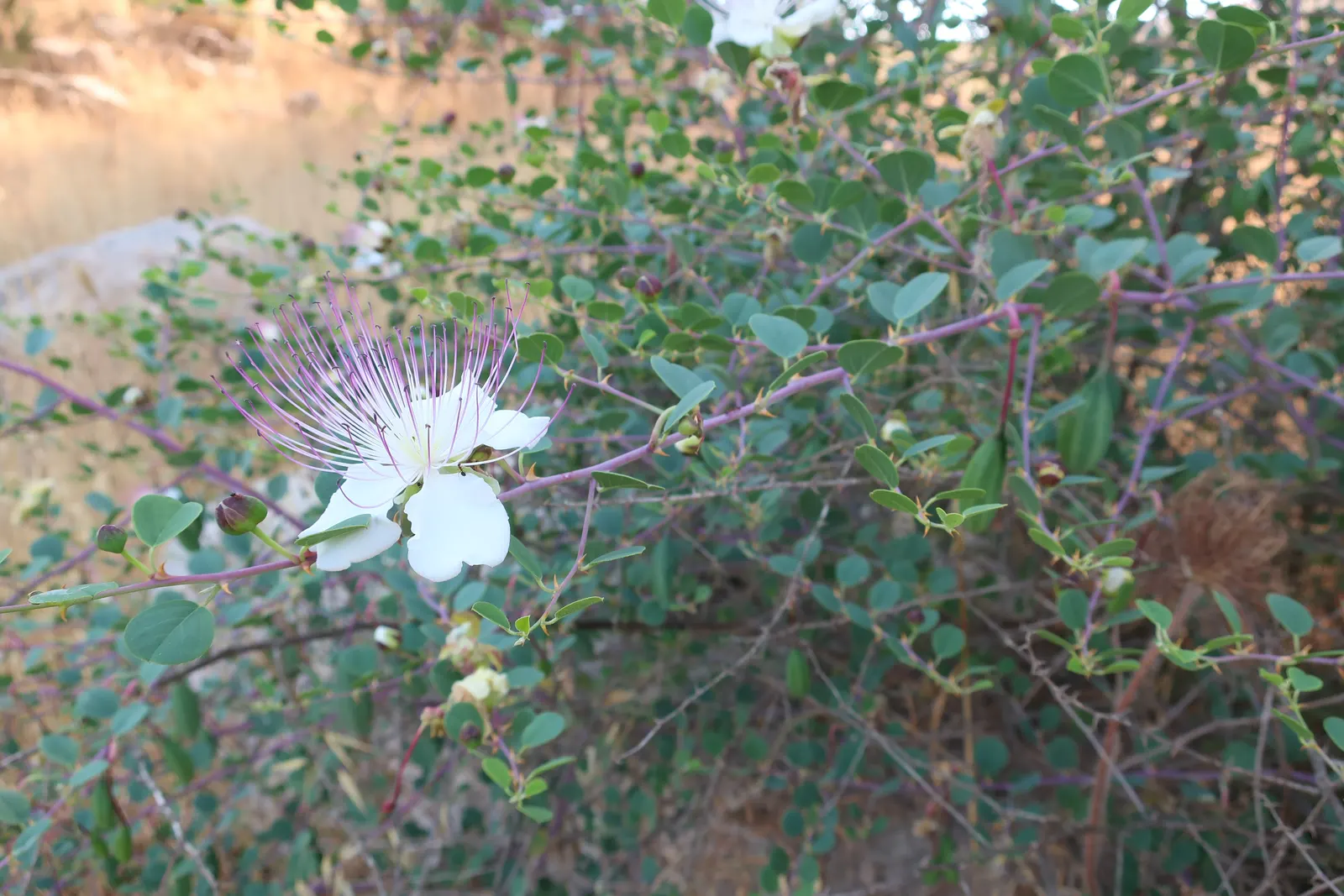 Sineless Caper Bush (Capparis Spinosa V. Inermis) — white to pale pink flowers with long