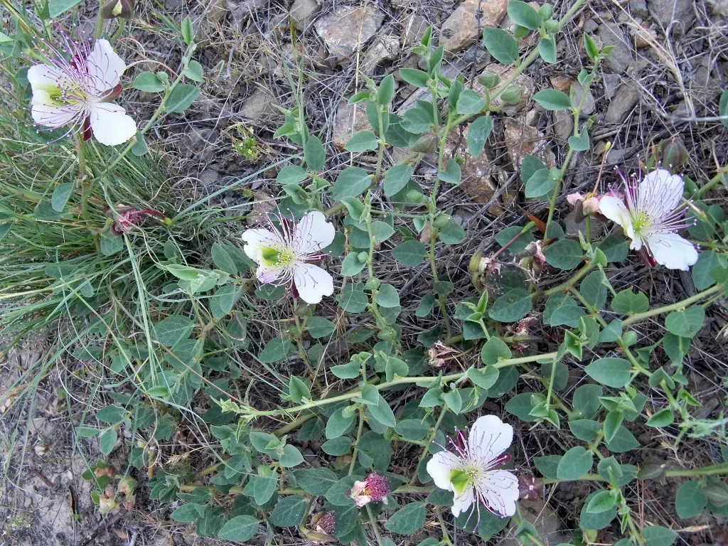 Sineless Caper Bush (Capparis Spinosa V. Inermis) — lacks the sharp spines typically found on other caper species; adding a Mediterranean touch to, image 68
