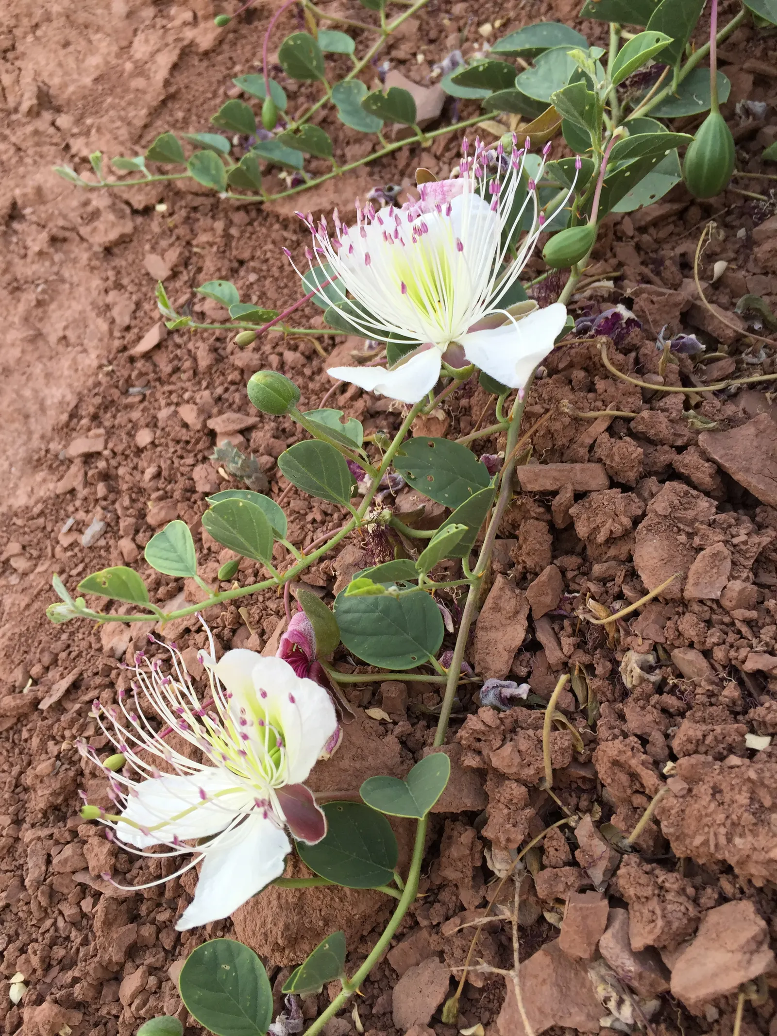 Sineless Caper Bush (Capparis Spinosa V. Inermis) — but it also yields the culinary capers; offering both aesthetic appeal and culinary interest, image 78