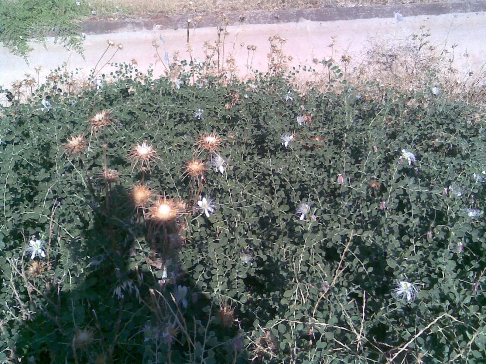 Sineless Caper Bush (Capparis Spinosa V. Inermis) — harvested from the unopened flower buds; white to pale pink flowers with long, image 79