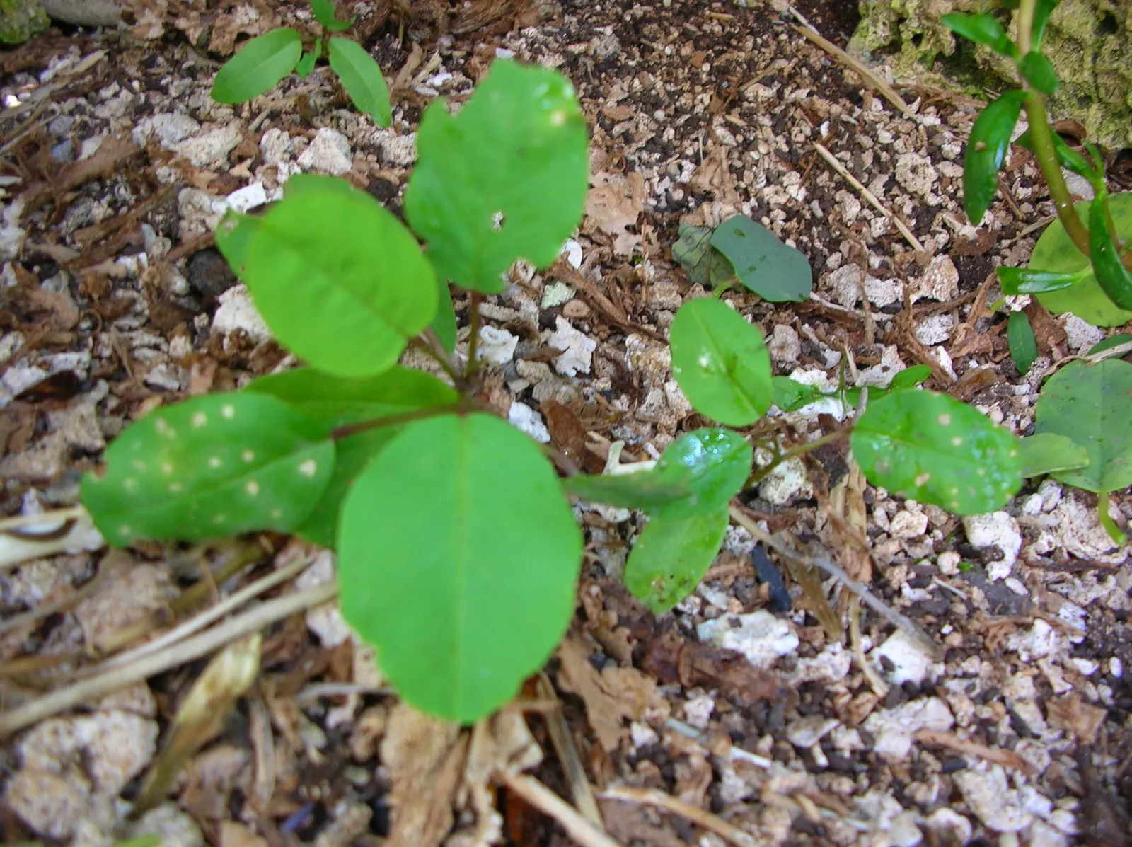 Sineless Caper Bush (Capparis Spinosa V. Inermis) — thriving in USDA hardiness zones 9 to 11; white to pinkish flowers that blossom into, image 69