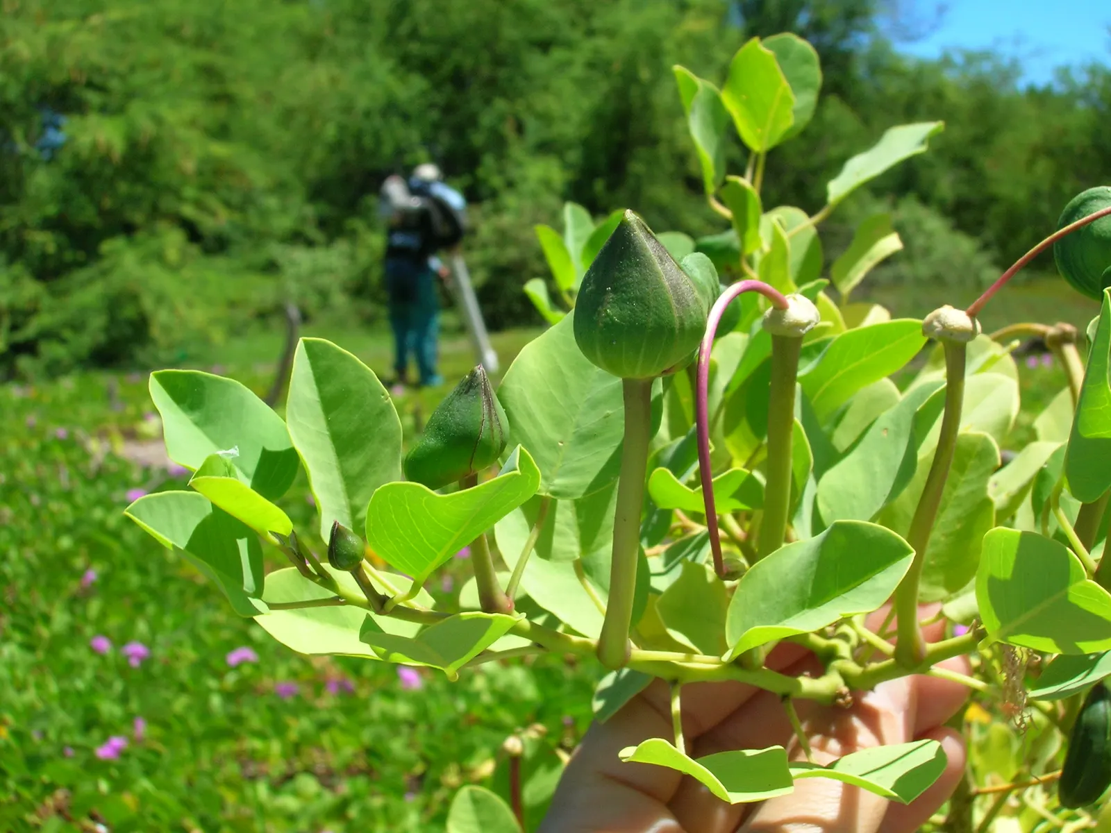 Sineless Caper Bush (Capparis Spinosa V. Inermis) — harvested from the unopened flower buds; white to pale pink flowers with long
