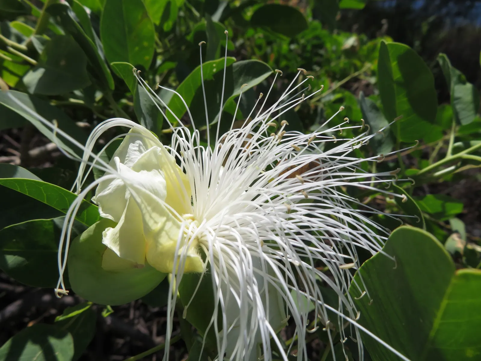 Sineless Caper Bush (Capparis Spinosa V. Inermis) — These are traditionally pickled and used as a flavorful ingredient in various dishes; adding a, image 80