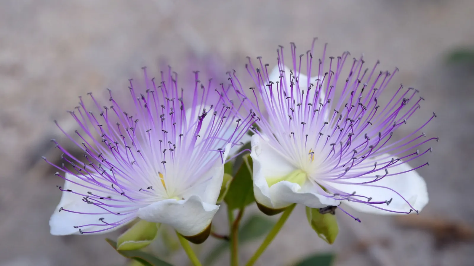 Sineless Caper Bush (Capparis Spinosa V. Inermis) — ground cover / shrub with multi-colored and pink blooms
