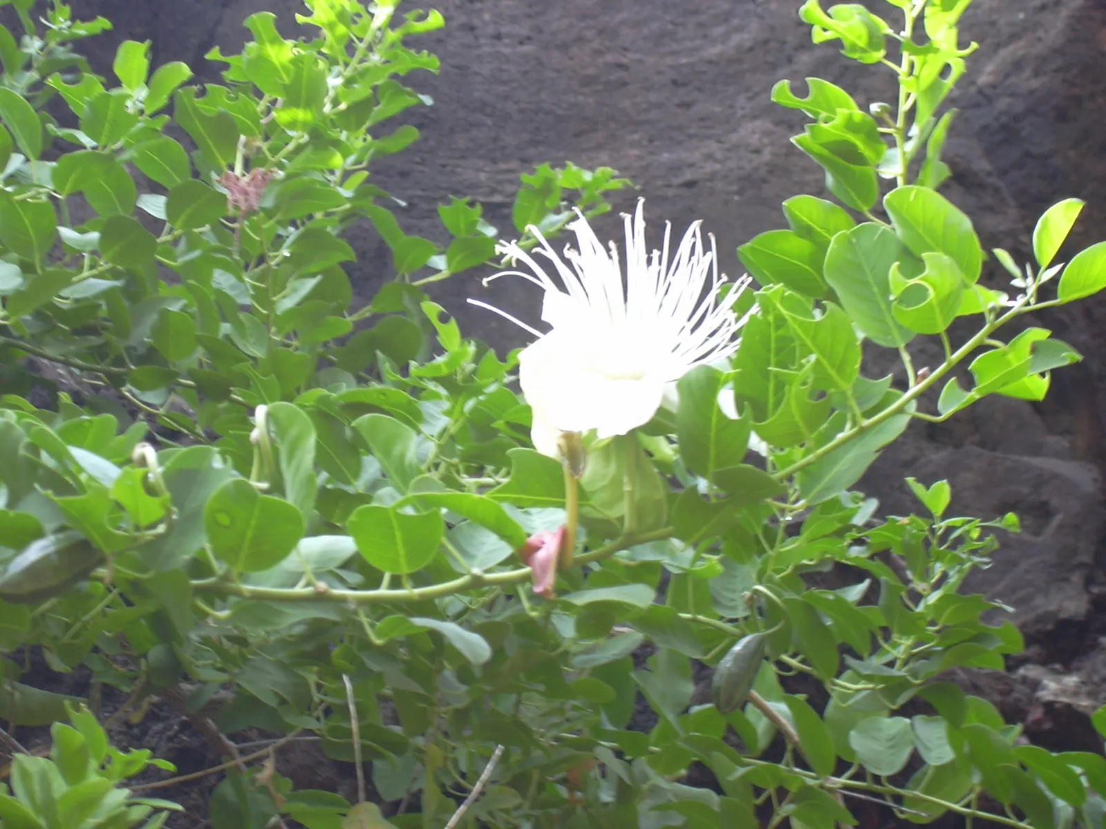 Sineless Caper Bush (Capparis Spinosa V. Inermis) — is a noteworthy addition to any warm-climate landscape design