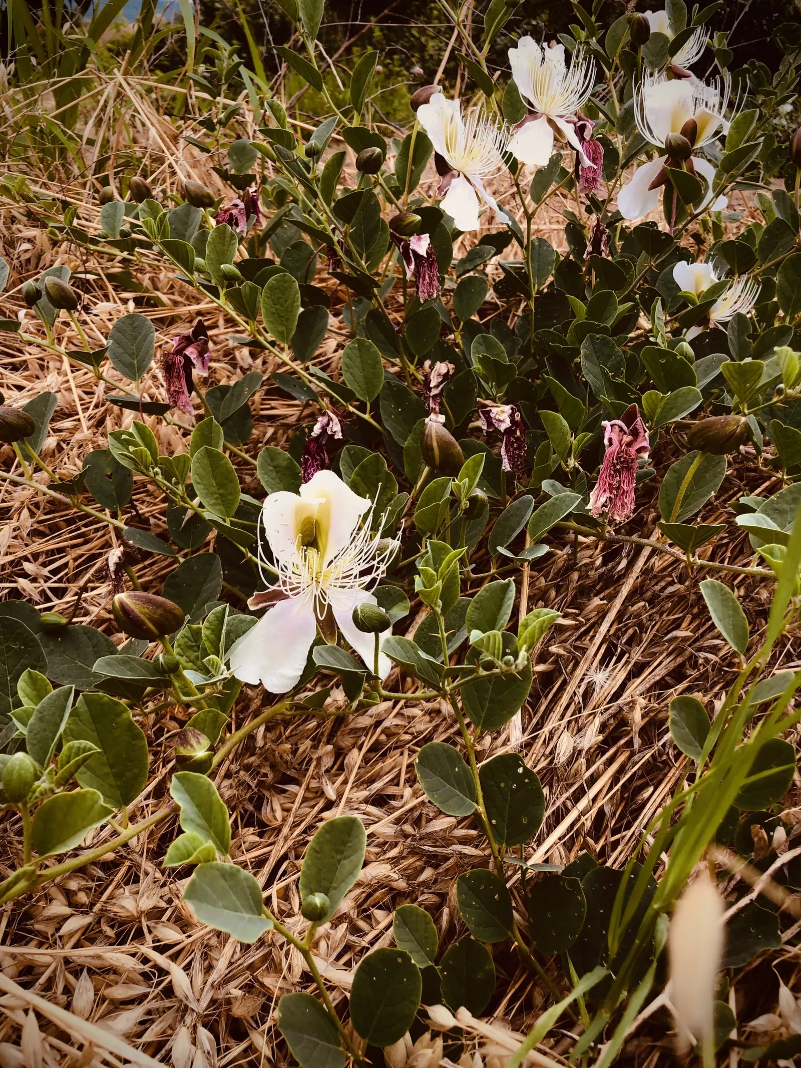 Sineless Caper Bush (Capparis Spinosa V. Inermis) — ideally with a pH ranging from 6.0 to 8.0