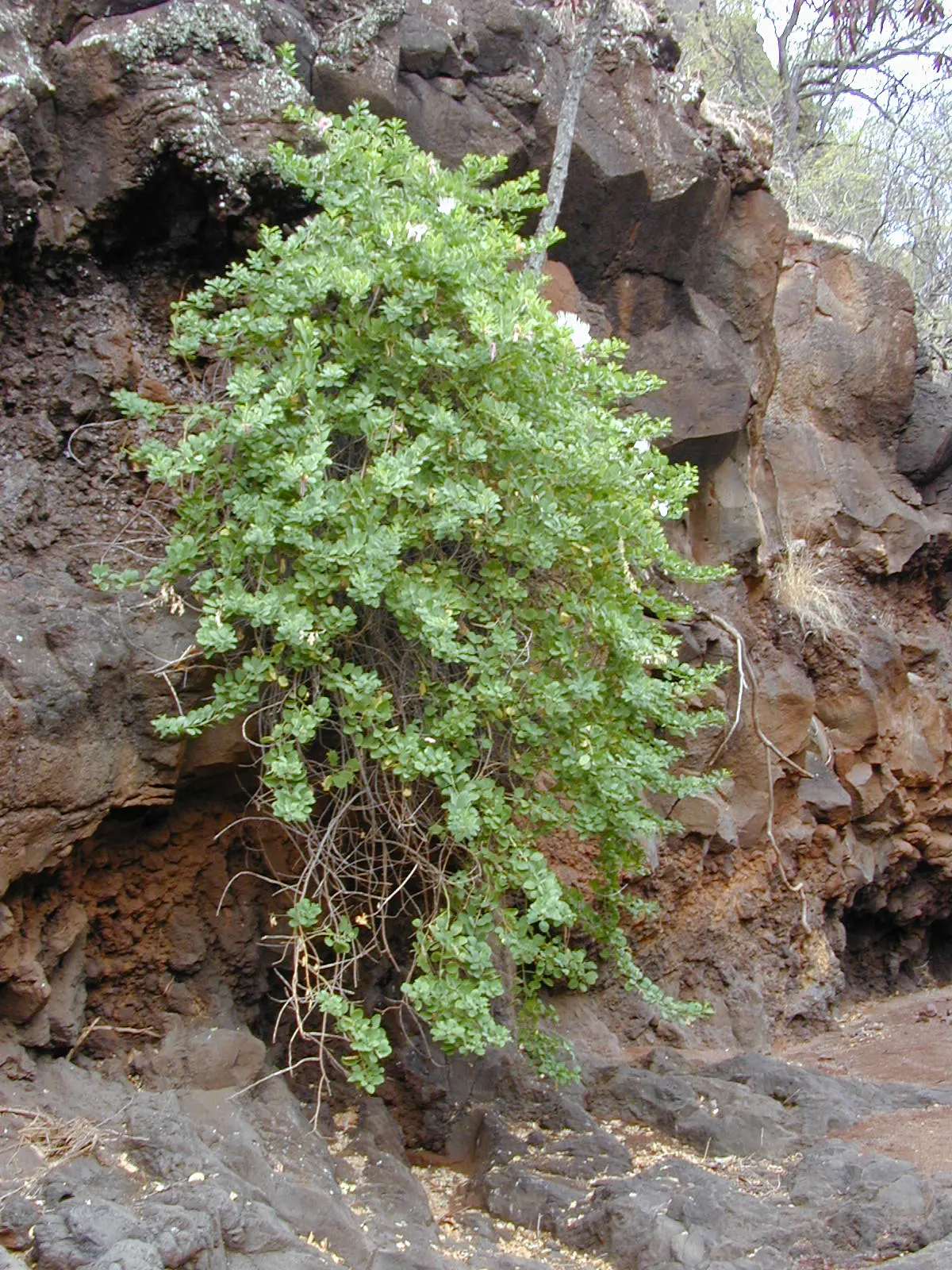 Sineless Caper Bush (Capparis Spinosa V. Inermis) — It displays ovate to round, green to blue-green leaves that are fleshy, and aromatic when, image 72