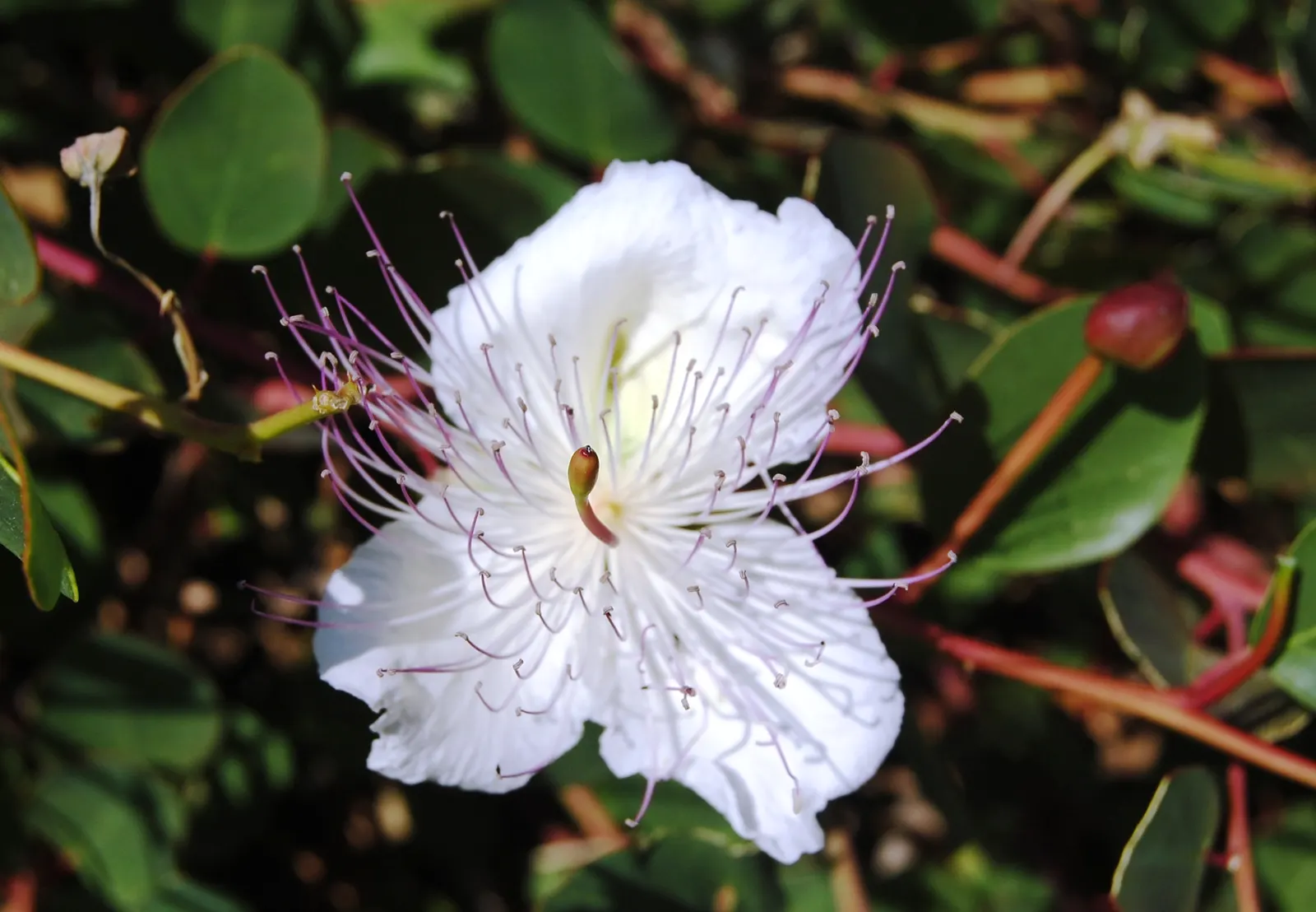 Sineless Caper Bush (Capparis Spinosa V. Inermis) — adding a Mediterranean touch to the home garden