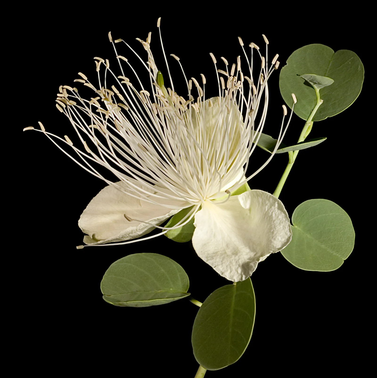 Sineless Caper Bush (Capparis Spinosa V. Inermis) — The Spineless Caper Bush (Capparis spinosa v; white to pinkish flowers that blossom into distinctive edible