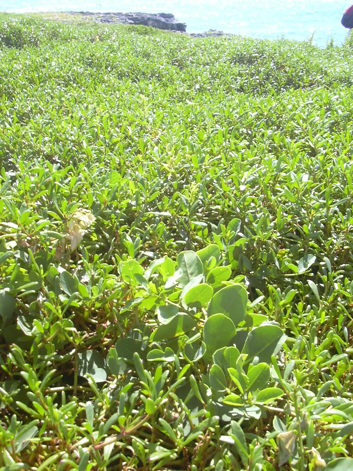Sineless Caper Bush (Capparis Spinosa V. Inermis) — ground cover / shrub for full; adding a Mediterranean touch to the home garden