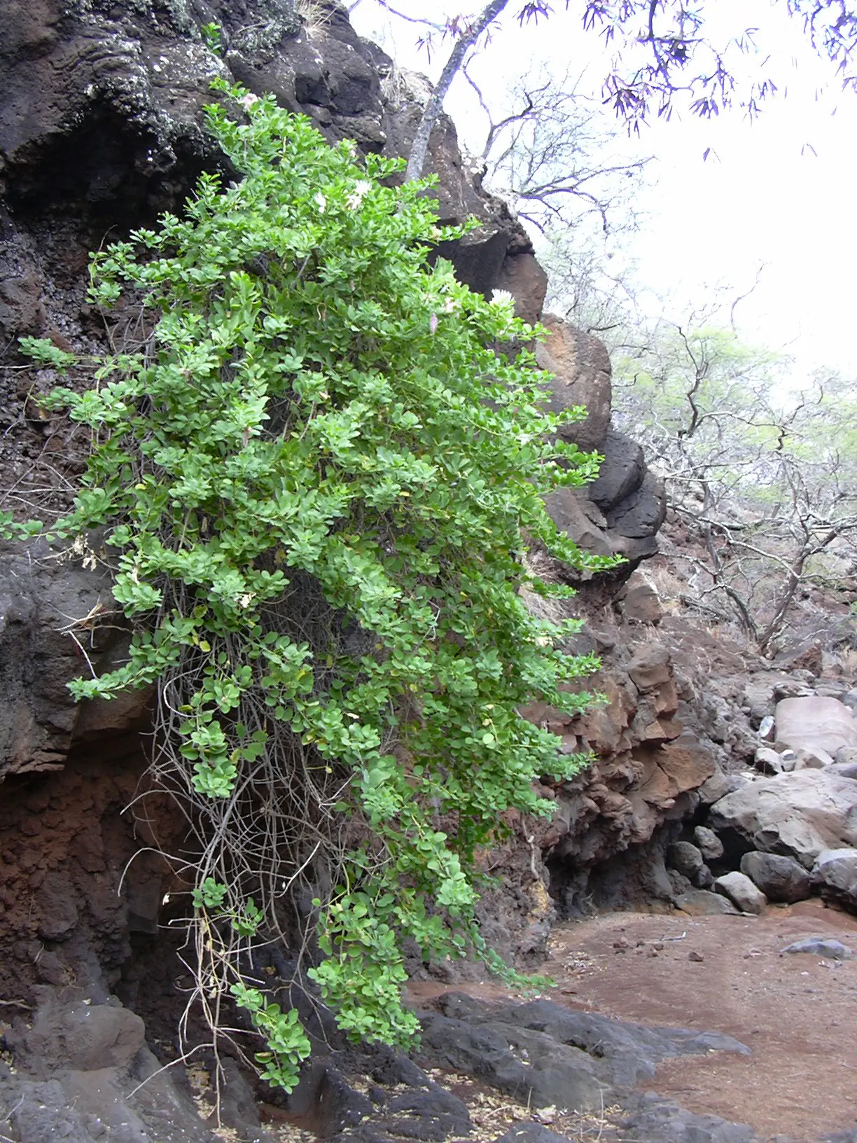 Sineless Caper Bush (Capparis Spinosa V. Inermis) — This cultivar stands out with its lack of spines