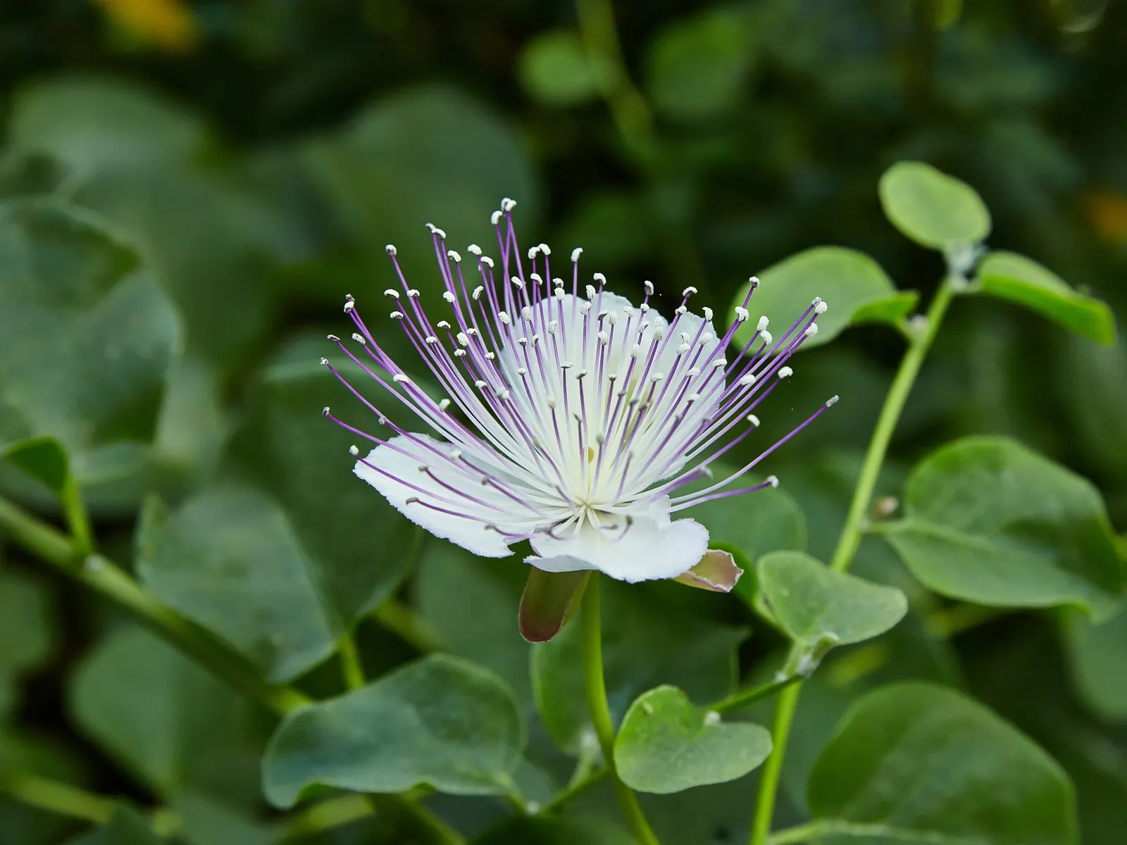 Sineless Caper Bush (Capparis Spinosa V. Inermis) — It displays ovate to round, green to blue-green leaves that are fleshy, and aromatic when bruised