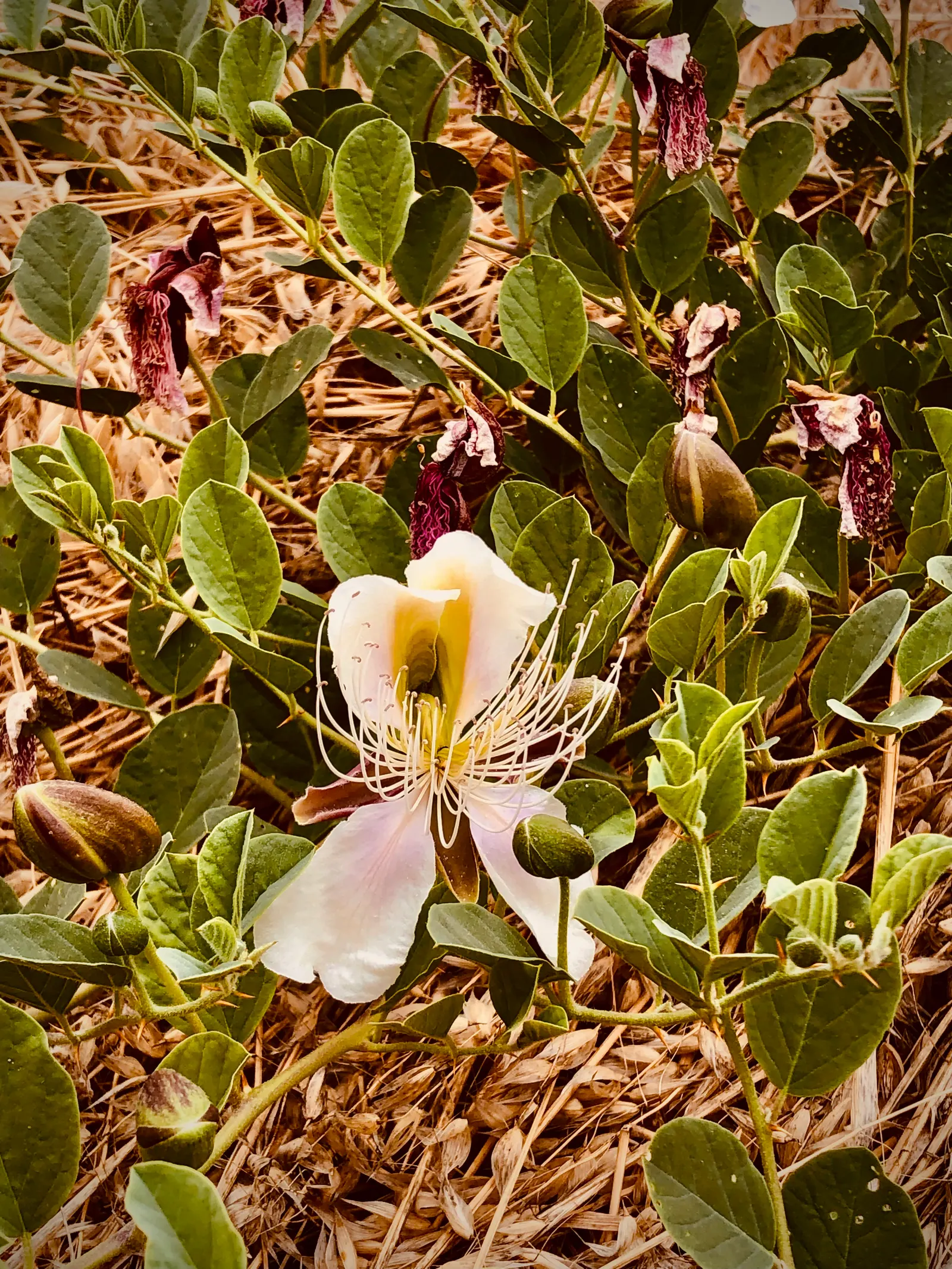 Sineless Caper Bush (Capparis Spinosa V. Inermis) — These are traditionally pickled and used as a flavorful ingredient in various dishes